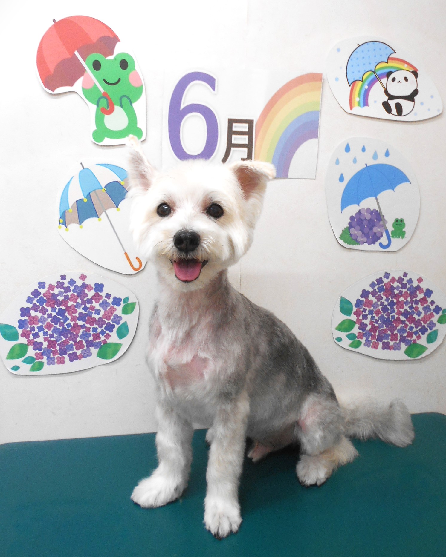 ミックス犬(その他)のトリミングカット シュシュどうぶつ病院の1枚目