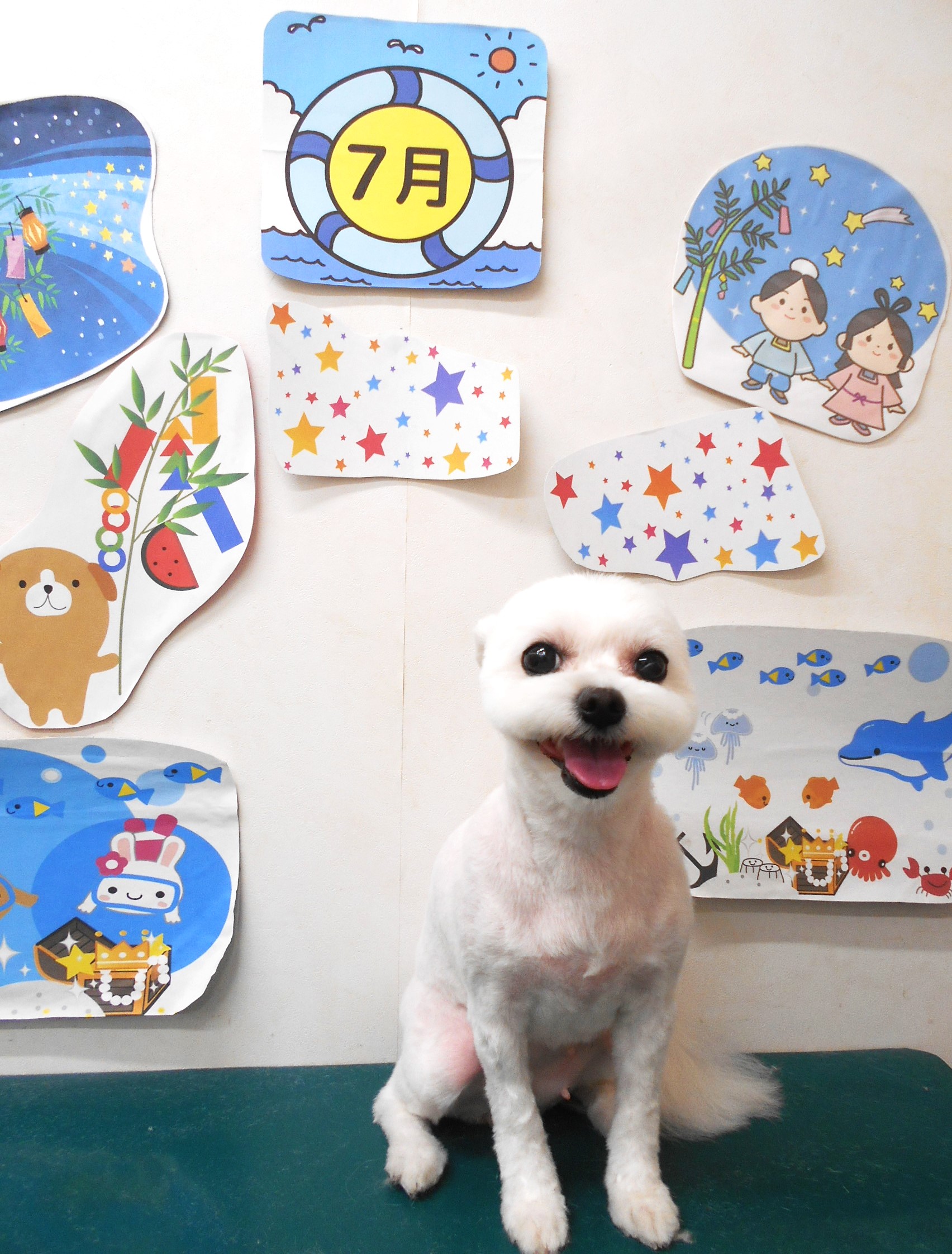 ミックス犬(その他)のトリミングカット シュシュどうぶつ病院の1枚目