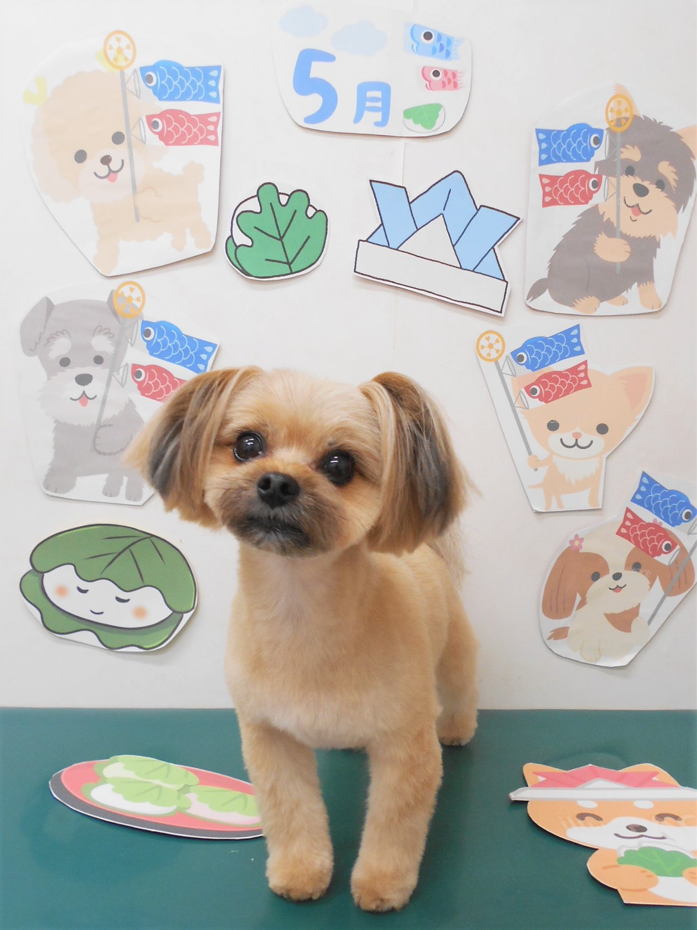 ミックス犬(その他)のトリミングカット シュシュどうぶつ病院の1枚目