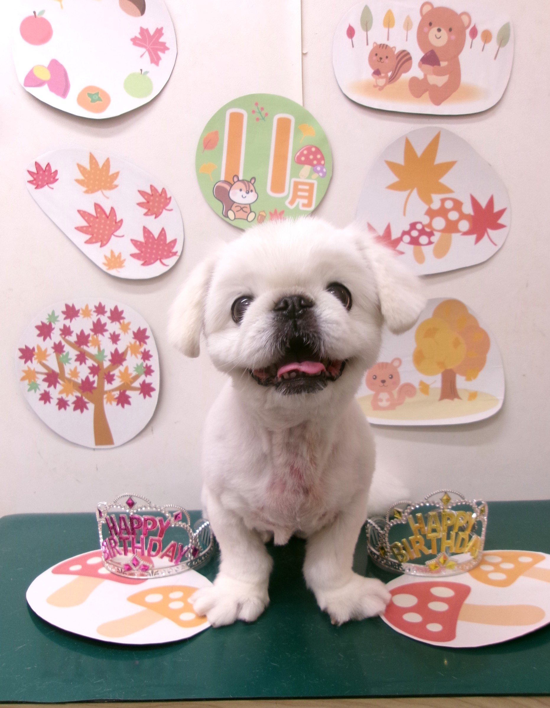 トリミングサロン シュシュどうぶつ病院のトリミングカット-10550の1枚目