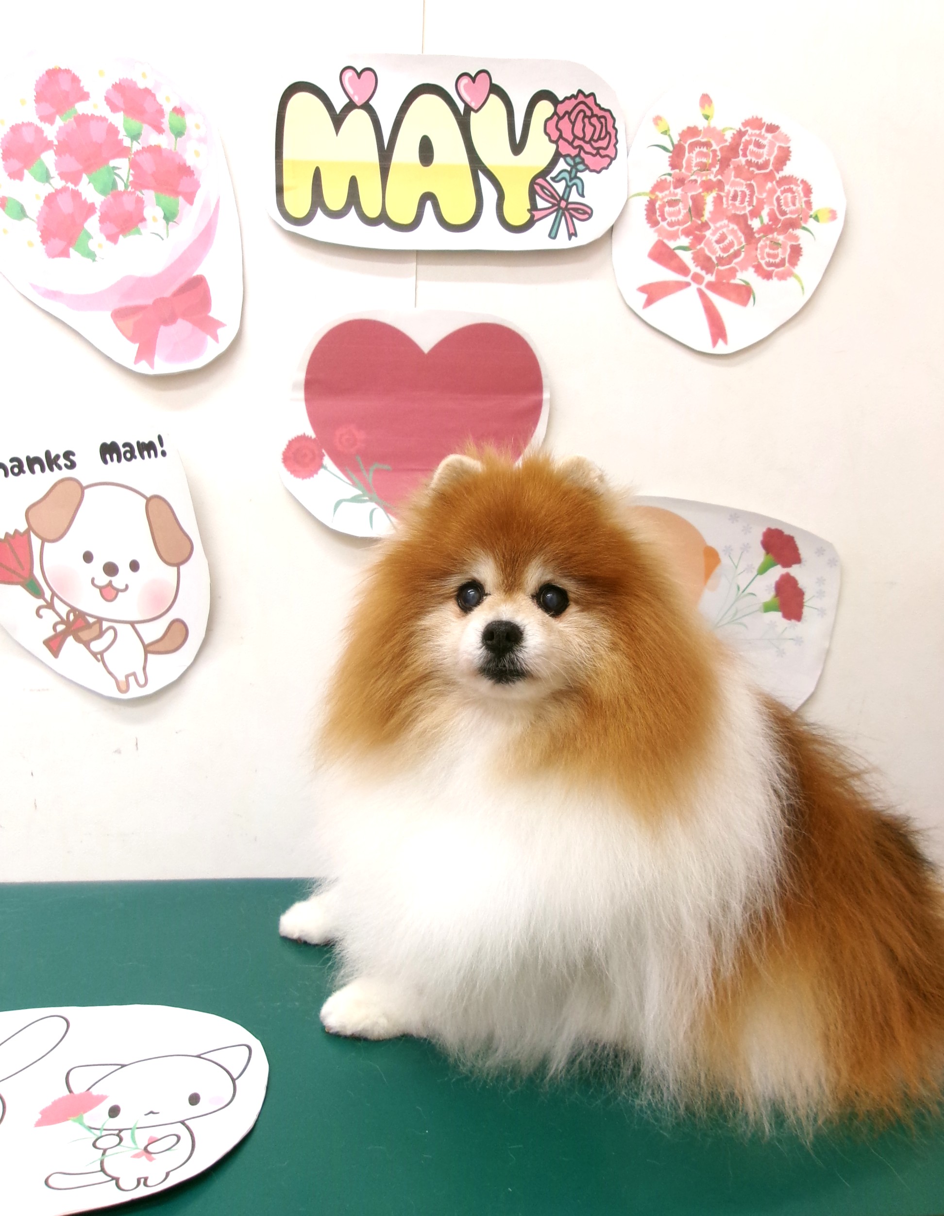 トリミングサロン シュシュどうぶつ病院のトリミングカット-10075の1枚目