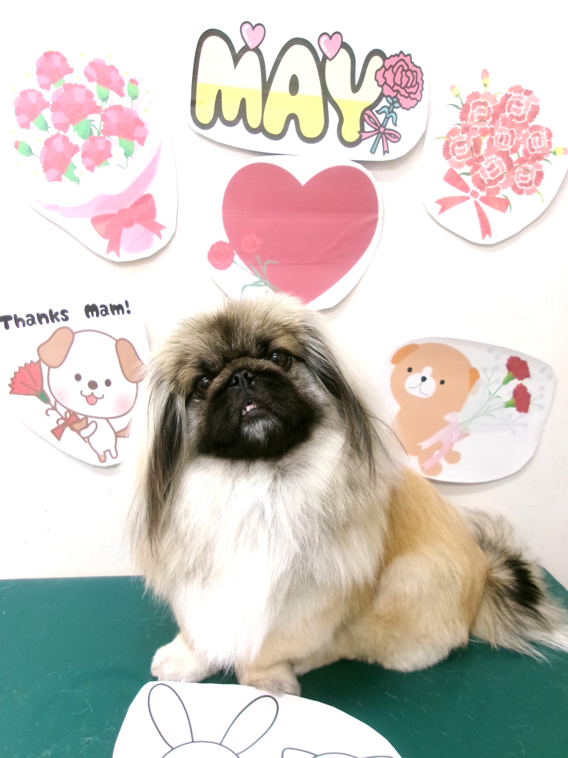 トリミングサロン シュシュどうぶつ病院のトリミングカット-9979の1枚目