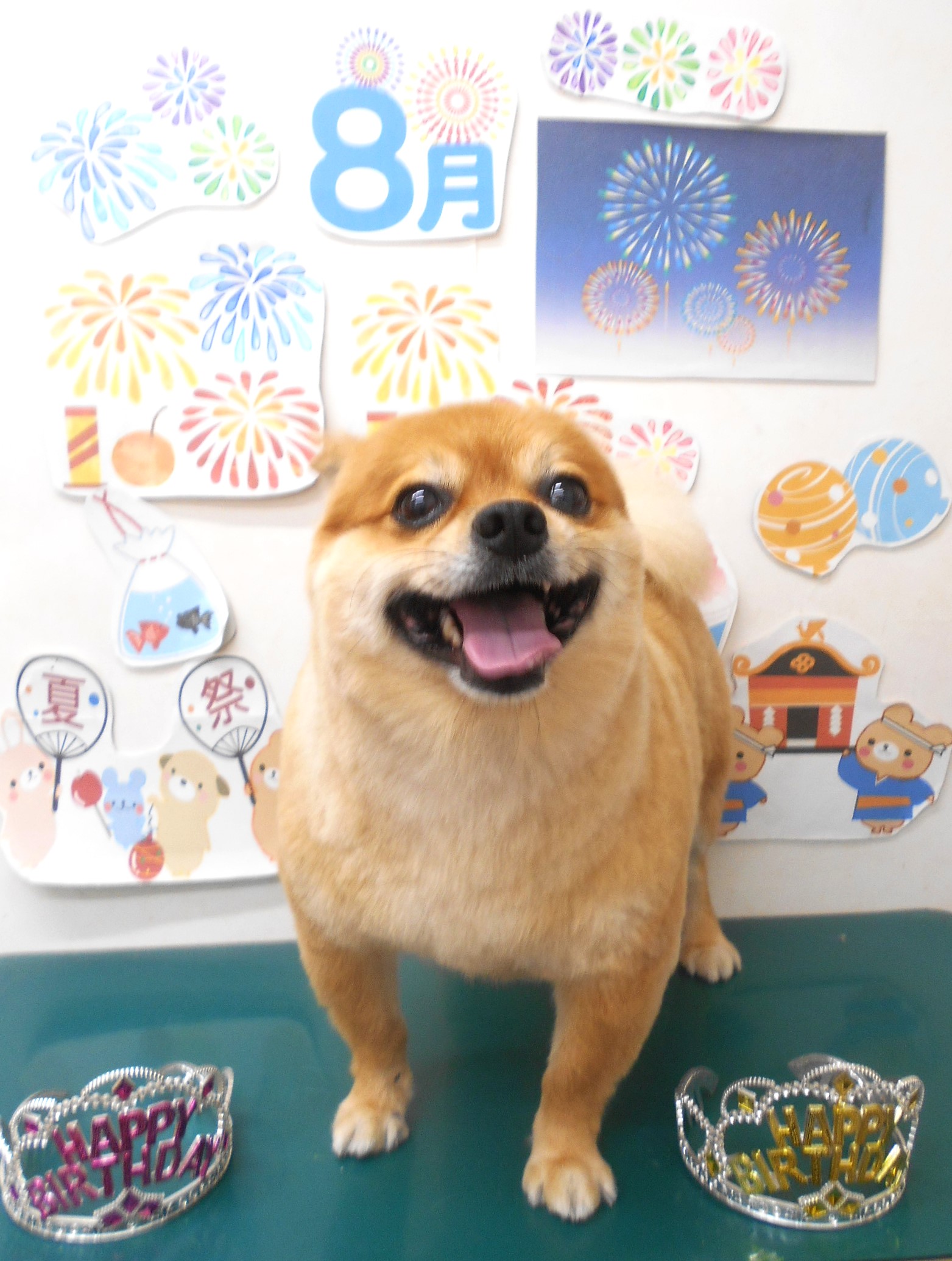 ミックス犬(その他)のトリミングカット シュシュどうぶつ病院の1枚目