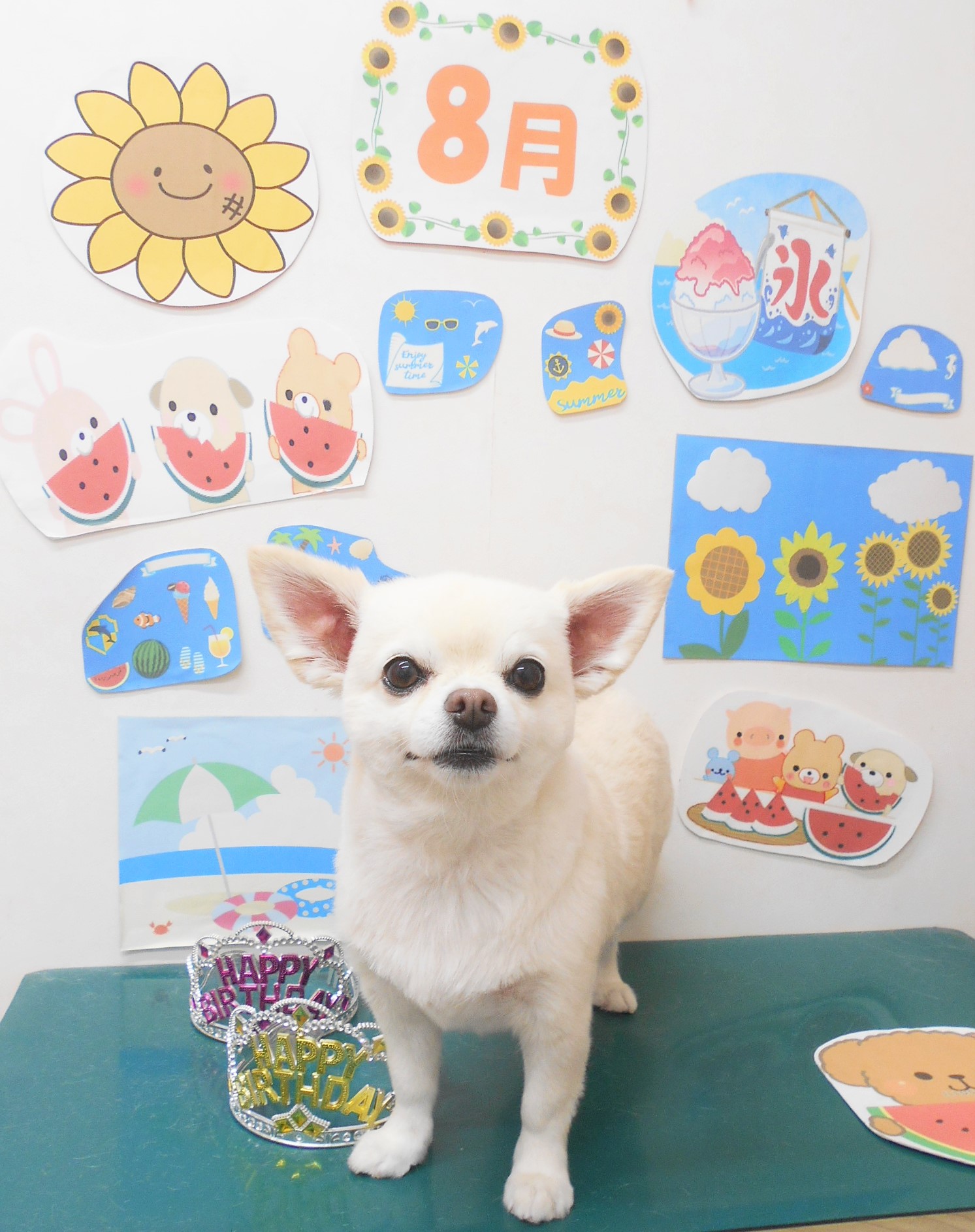 チワワのトリミングカット シュシュどうぶつ病院の1枚目
