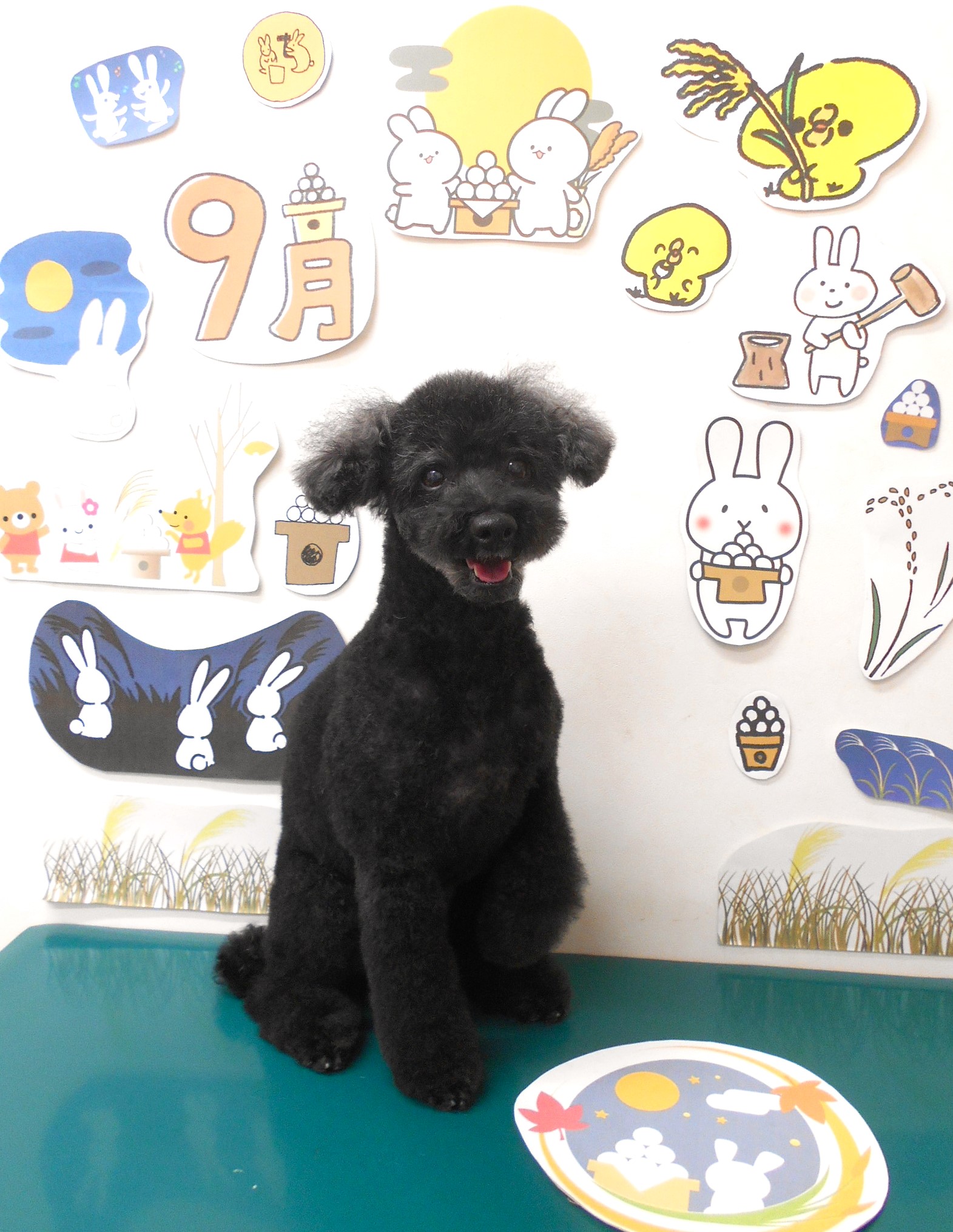 トリミングサロン シュシュどうぶつ病院のトリミングカット-8113の1枚目