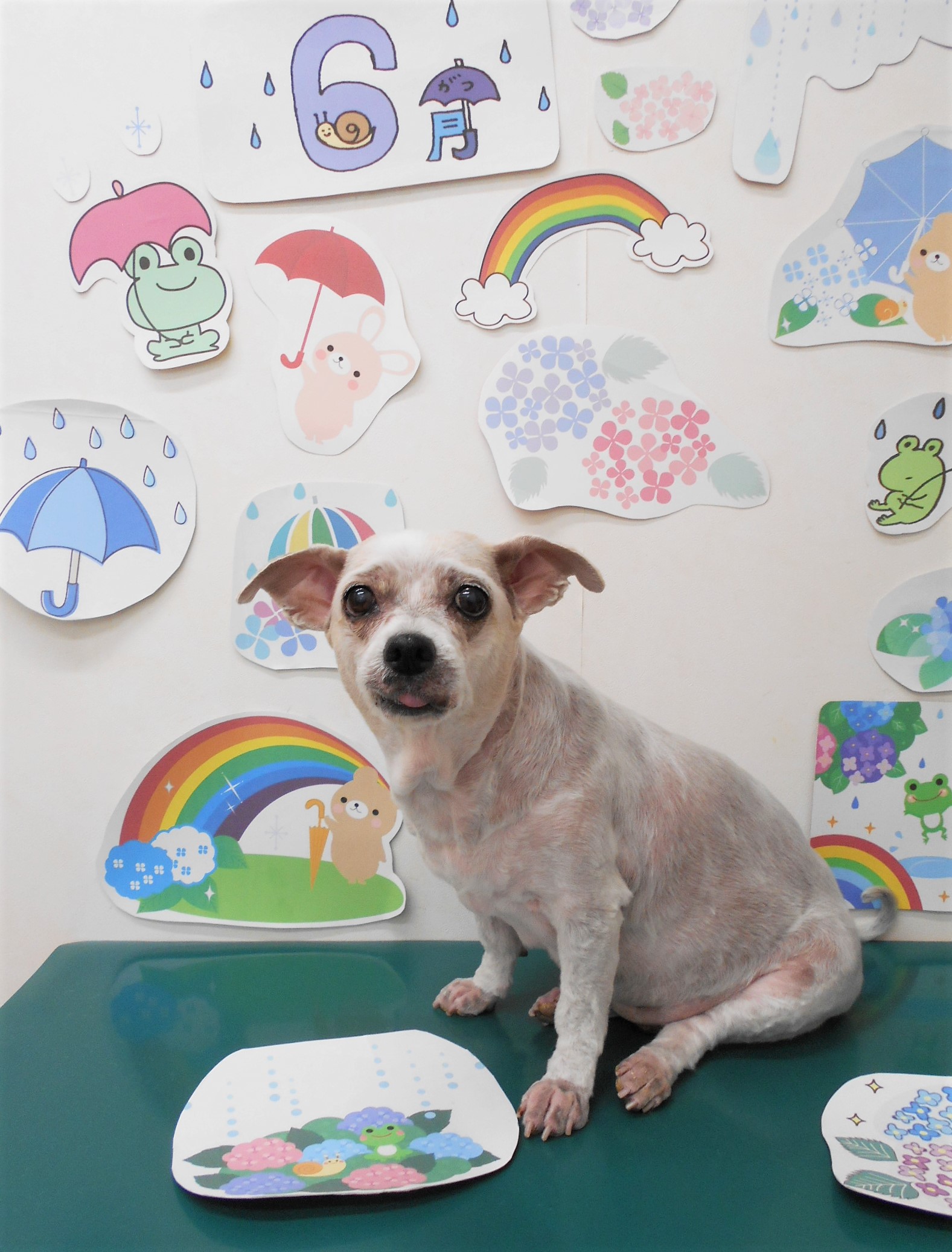 ミックス犬(その他)のトリミングカット シュシュどうぶつ病院の1枚目