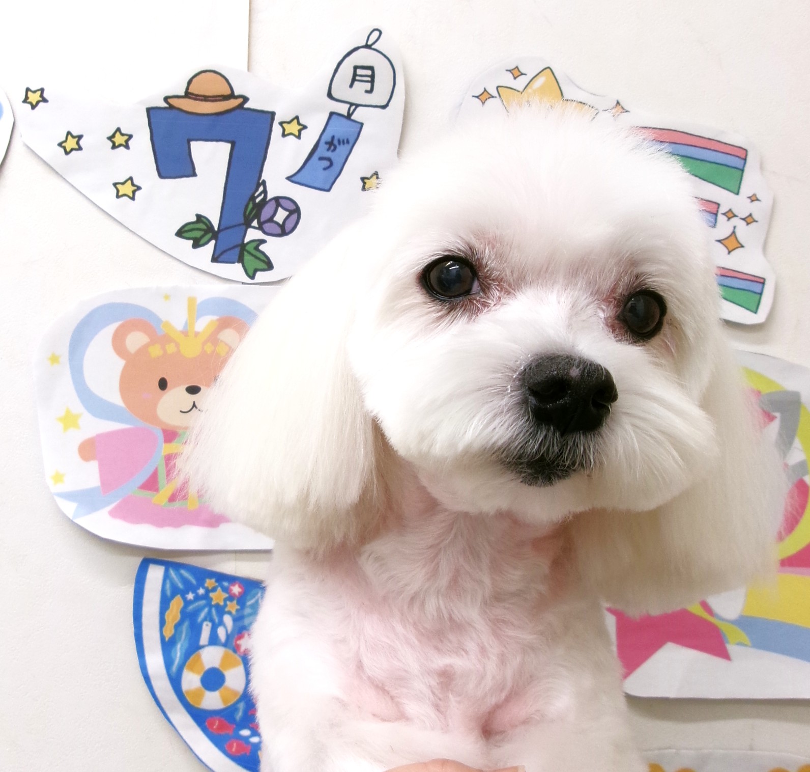 マルチーズのトリミングカット シュシュどうぶつ病院の1枚目