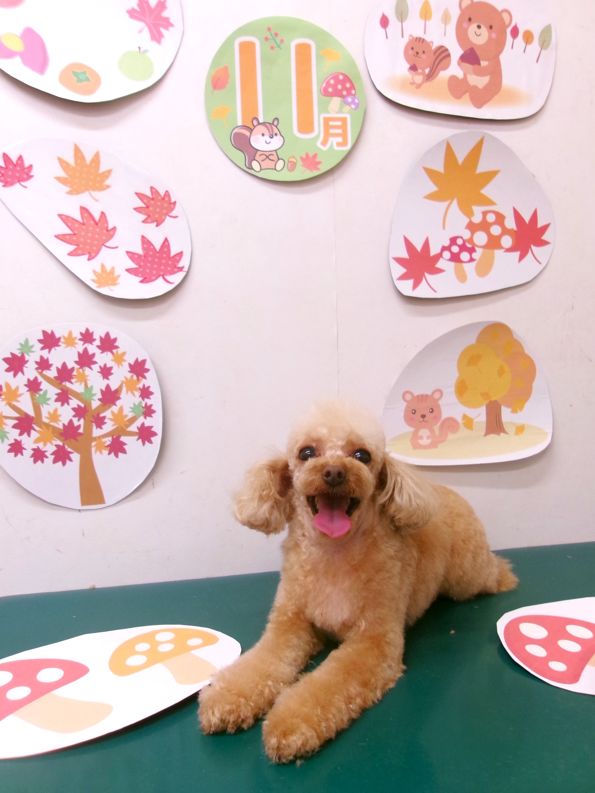 トリミングサロン シュシュどうぶつ病院のトリミングカット-10565の1枚目