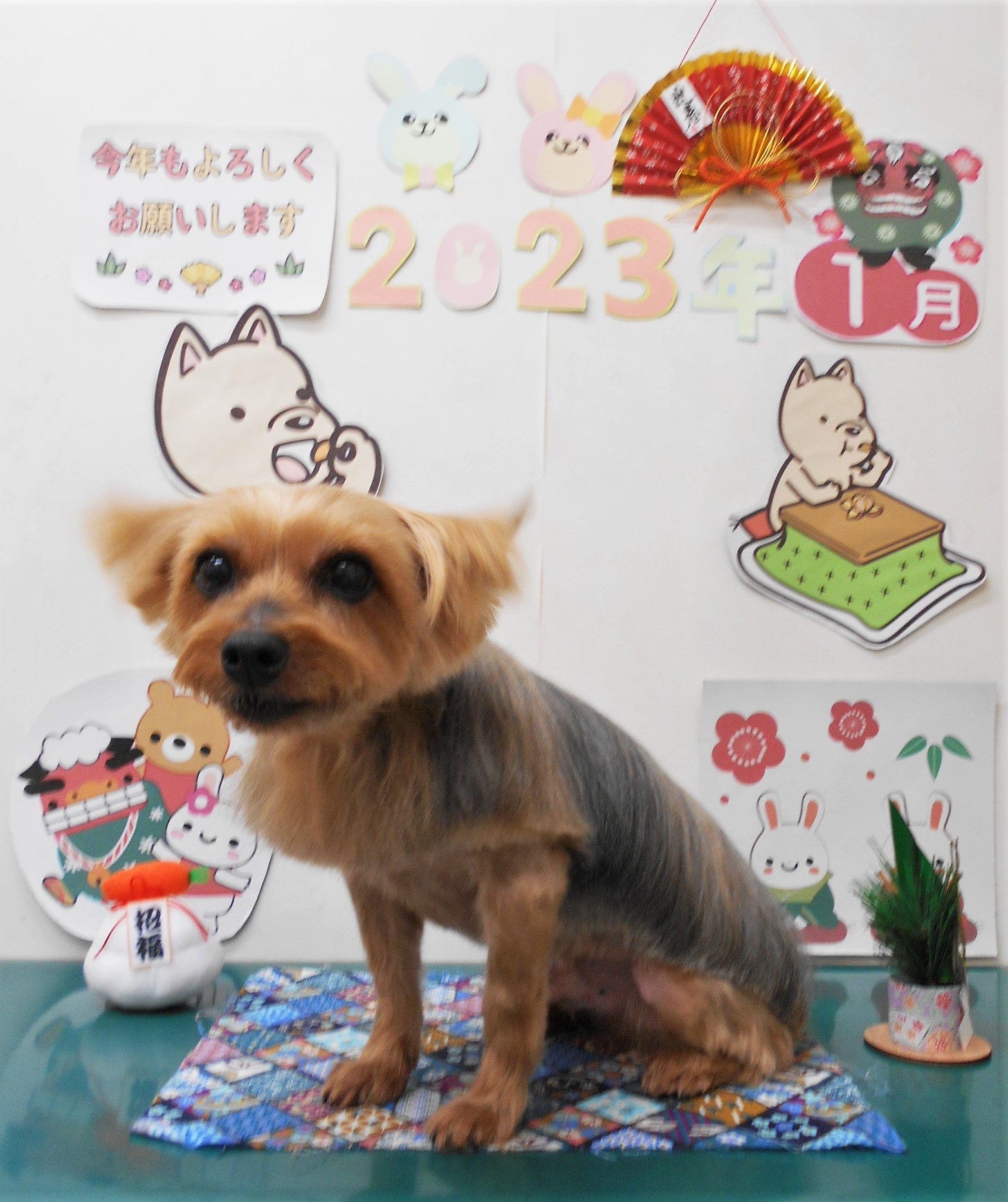 ヨークシャーテリアのトリミングカット シュシュどうぶつ病院の1枚目