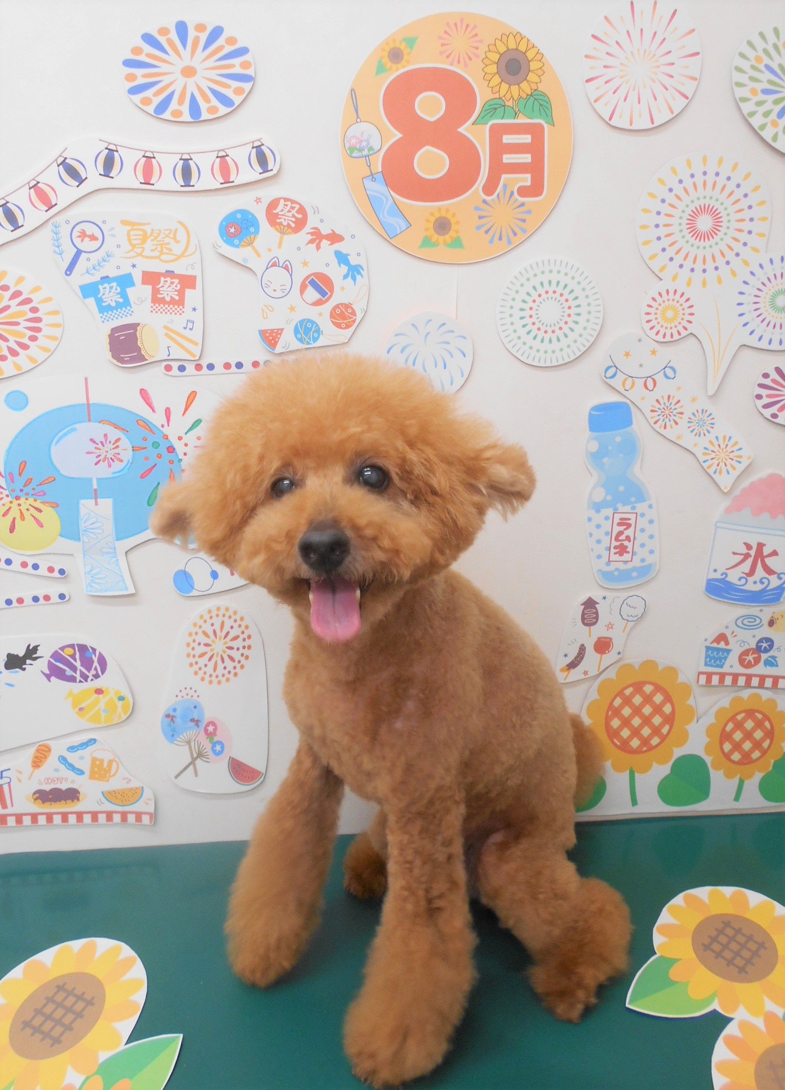 トイプードルのトリミングカット シュシュどうぶつ病院の1枚目