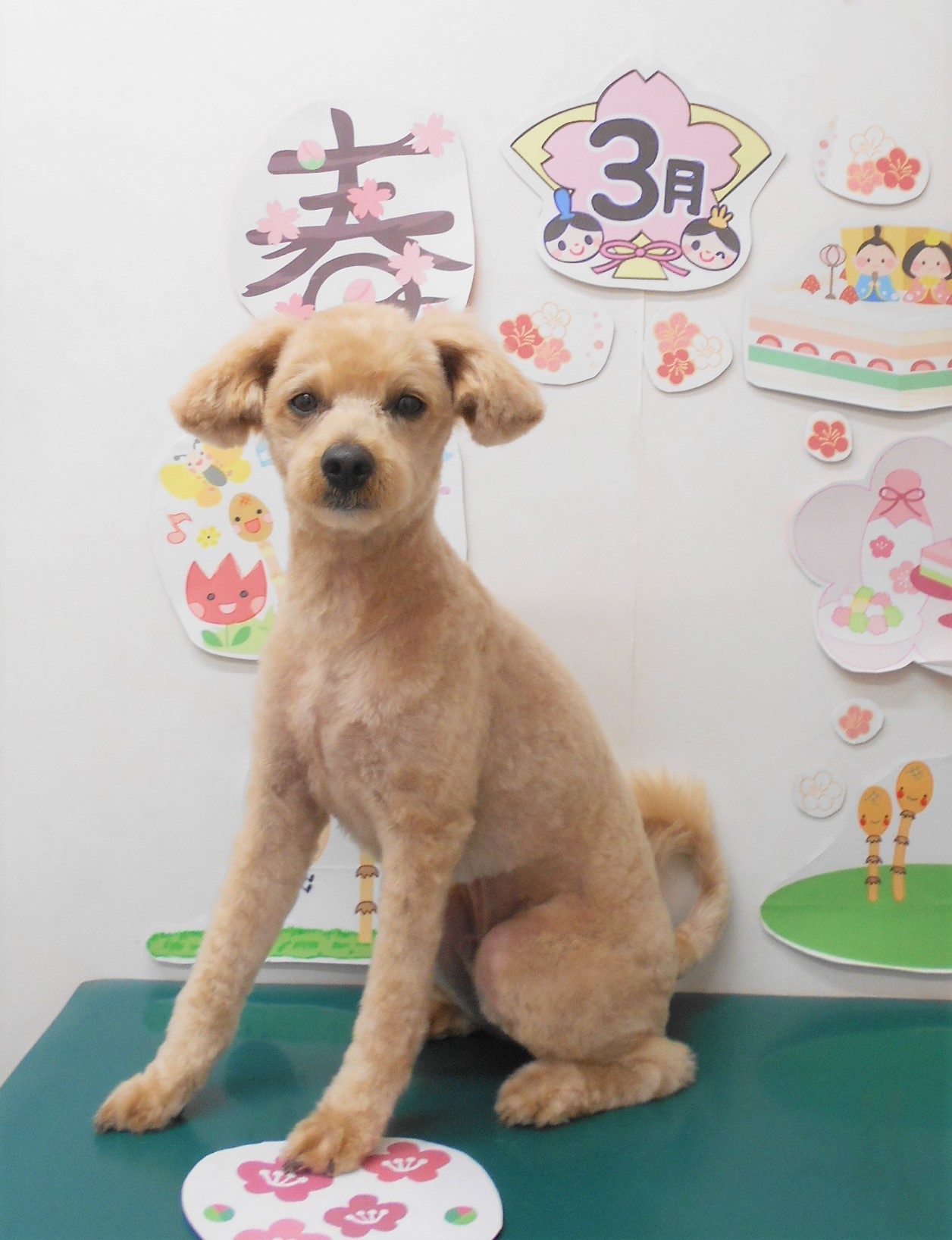 ミックス犬(その他)のトリミングカット シュシュどうぶつ病院の1枚目