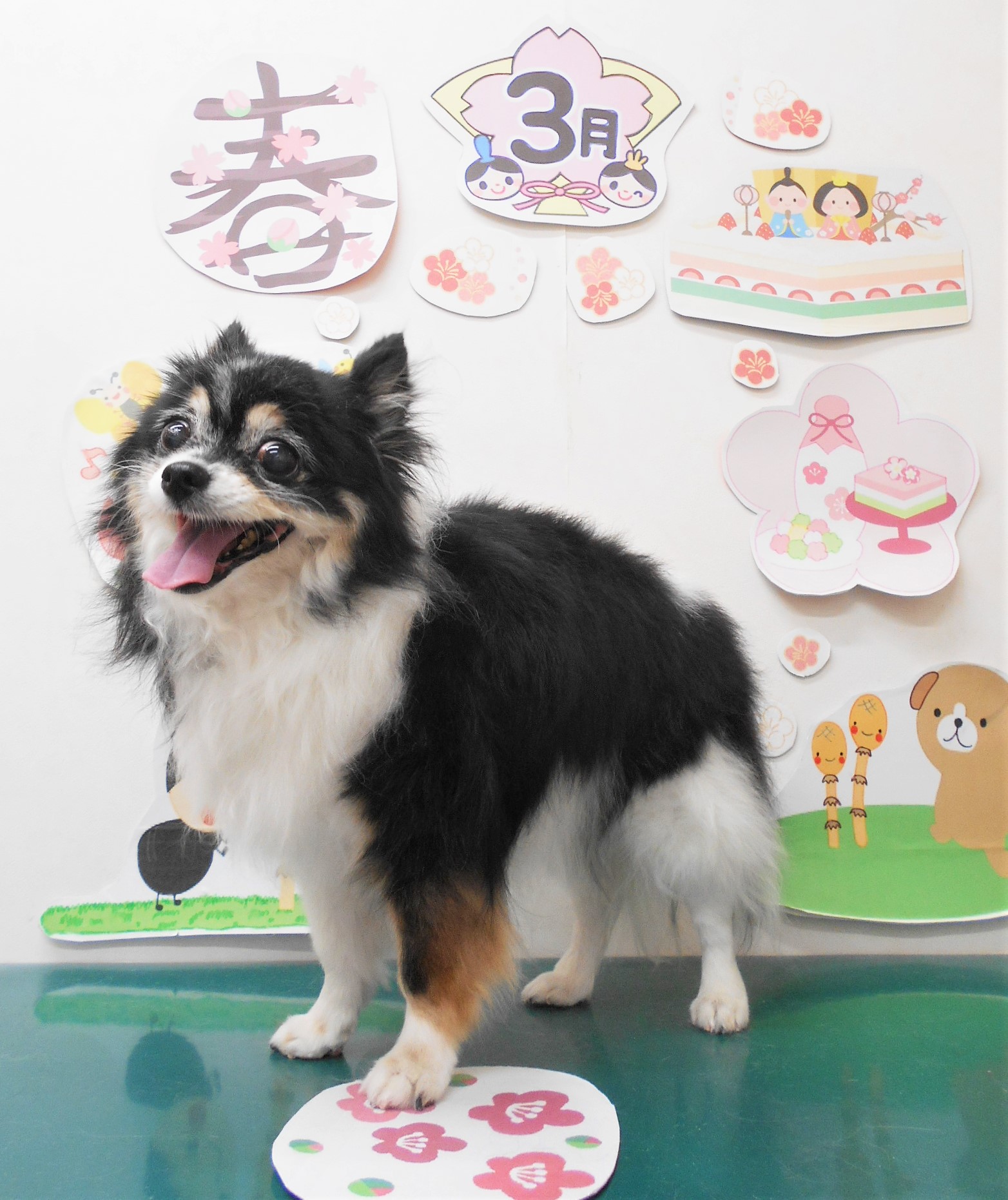 チワワのトリミングカット シュシュどうぶつ病院の1枚目