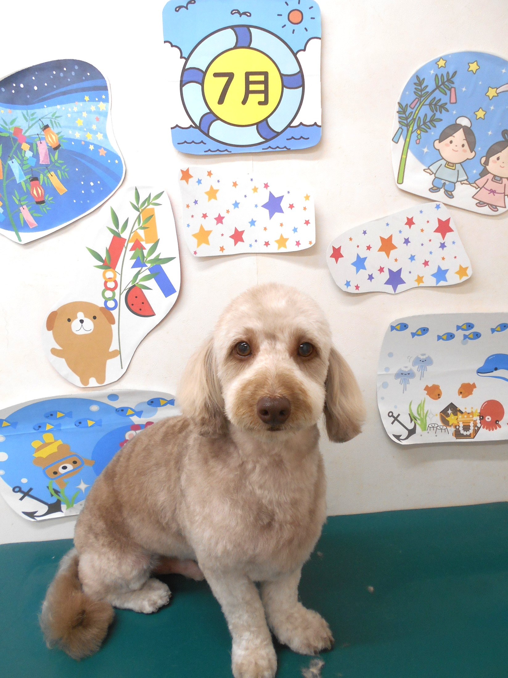 ミックス犬(その他)のトリミングカット シュシュどうぶつ病院の1枚目