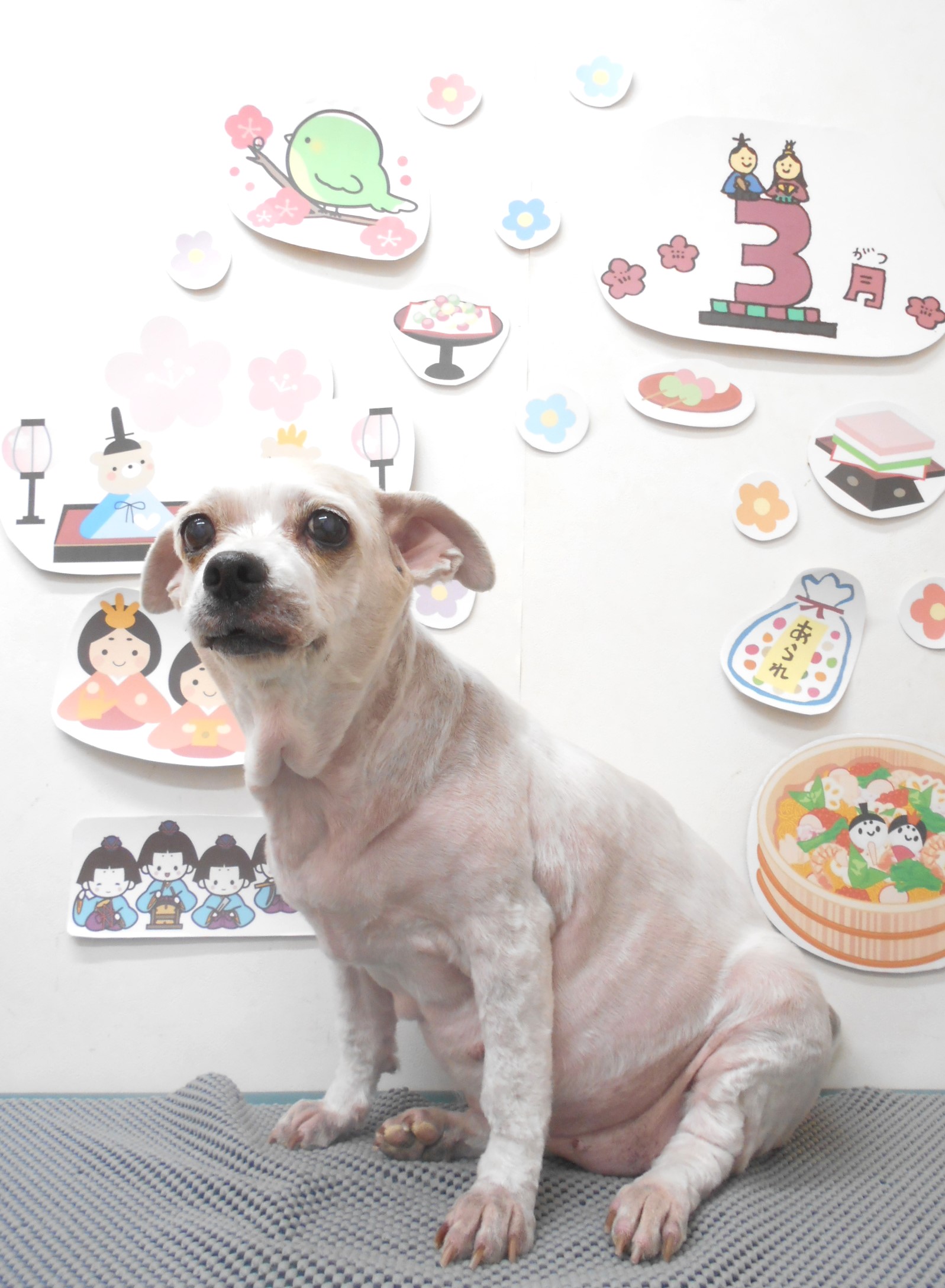 ミックス犬(その他)のトリミングカット シュシュどうぶつ病院の1枚目