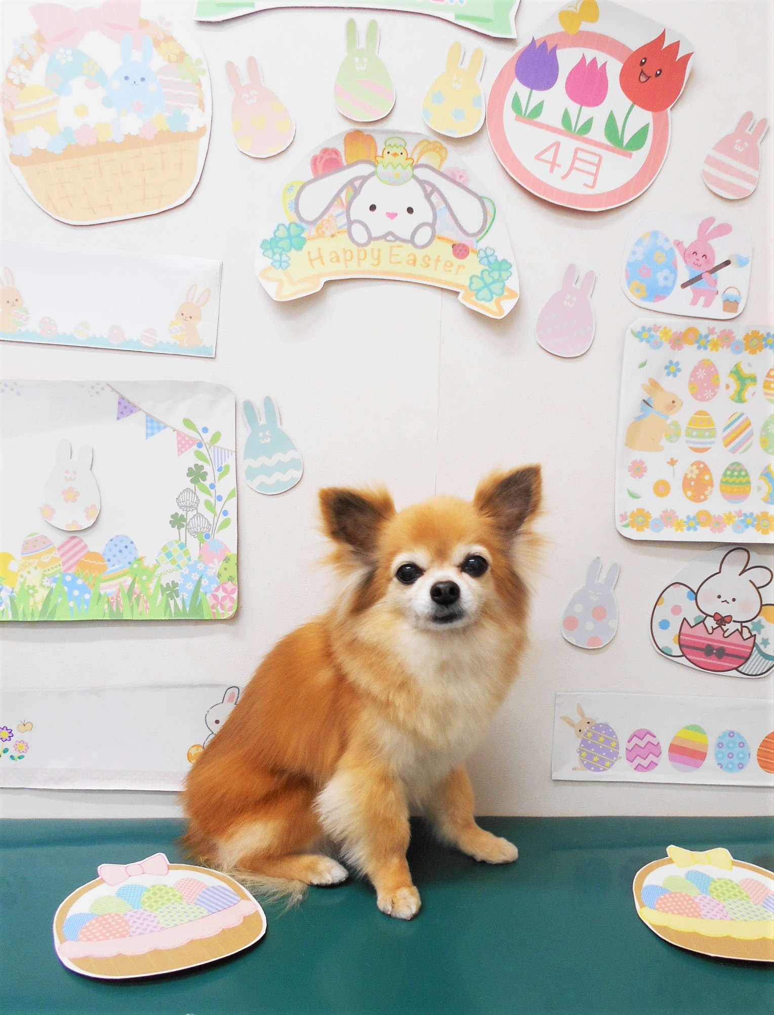 チワワのトリミングカット シュシュどうぶつ病院の1枚目