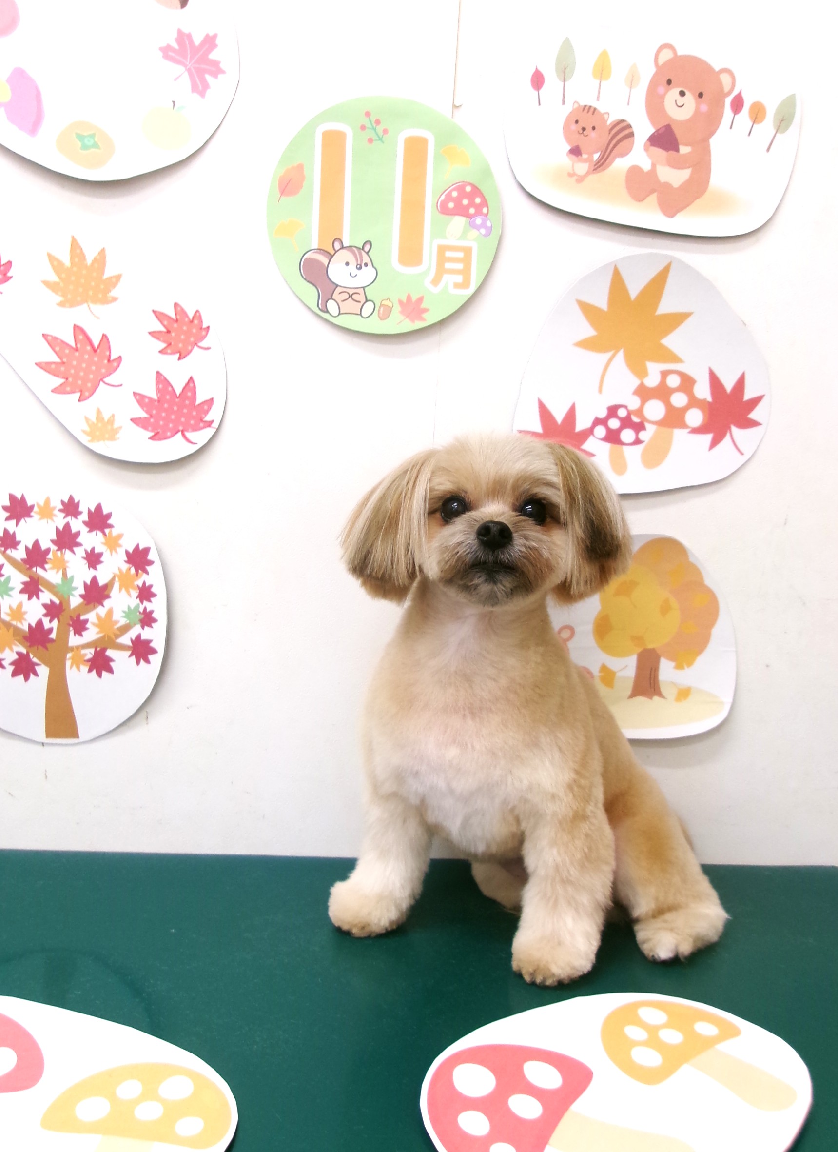 トリミングサロン シュシュどうぶつ病院のトリミングカット-10552の1枚目