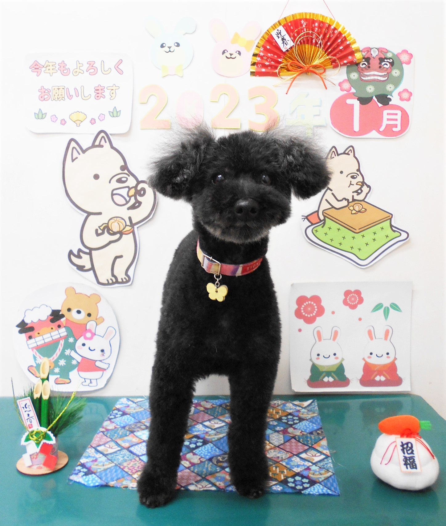 トイプードルのトリミングカット シュシュどうぶつ病院の1枚目