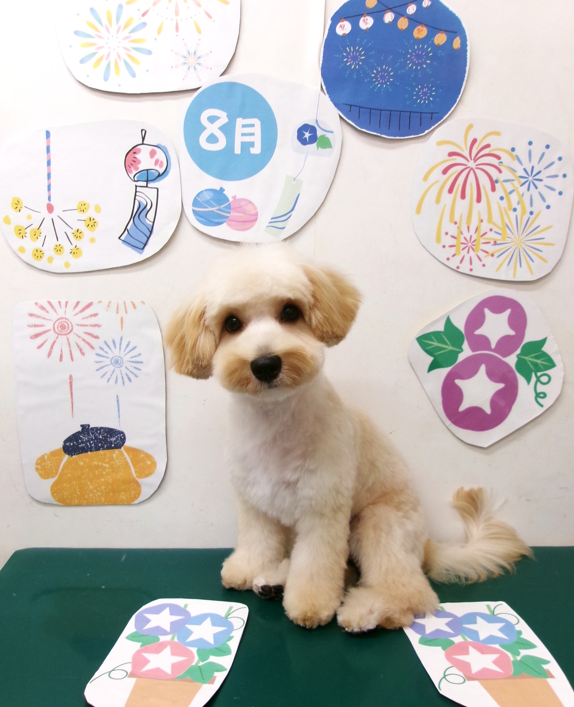 トリミングサロン シュシュどうぶつ病院のトリミングカット-10282の1枚目