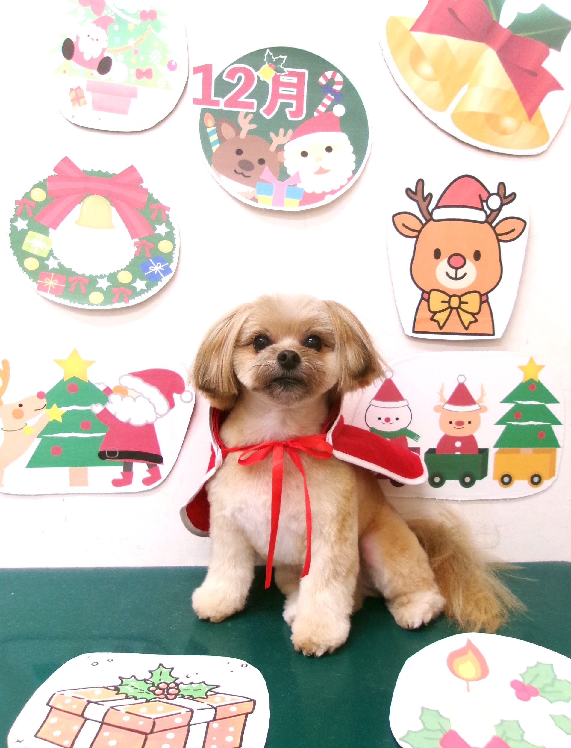 カット例 - シュシュどうぶつ病院