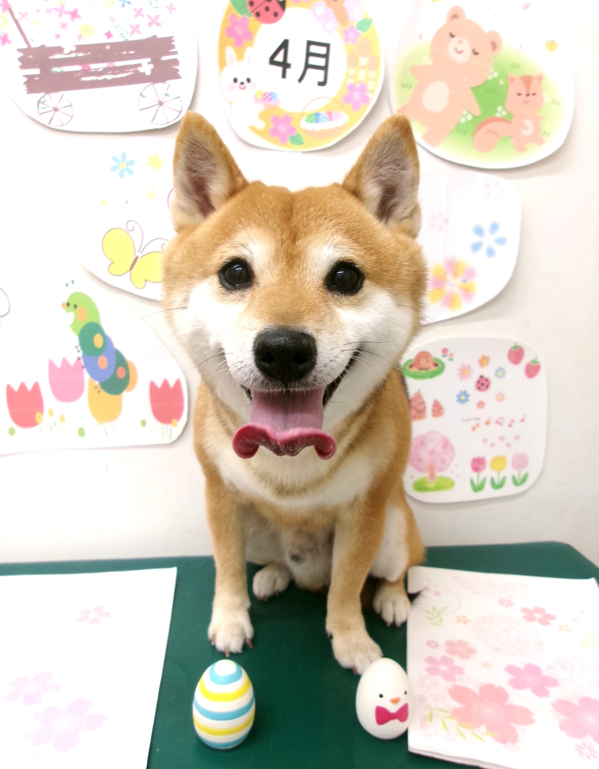 トリミングサロン シュシュどうぶつ病院のトリミングカット-9928の1枚目