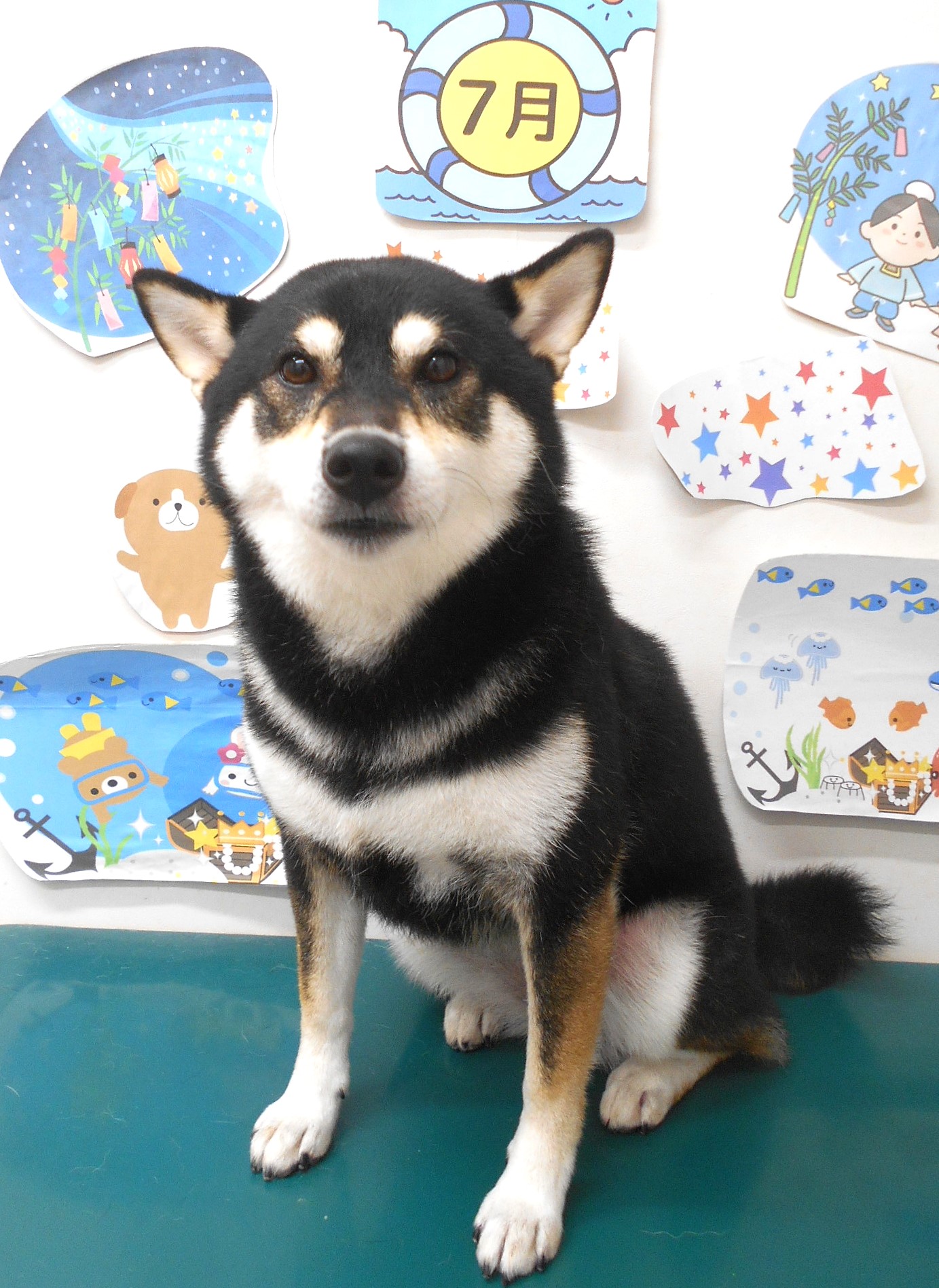 柴犬のトリミングカット シュシュどうぶつ病院の1枚目