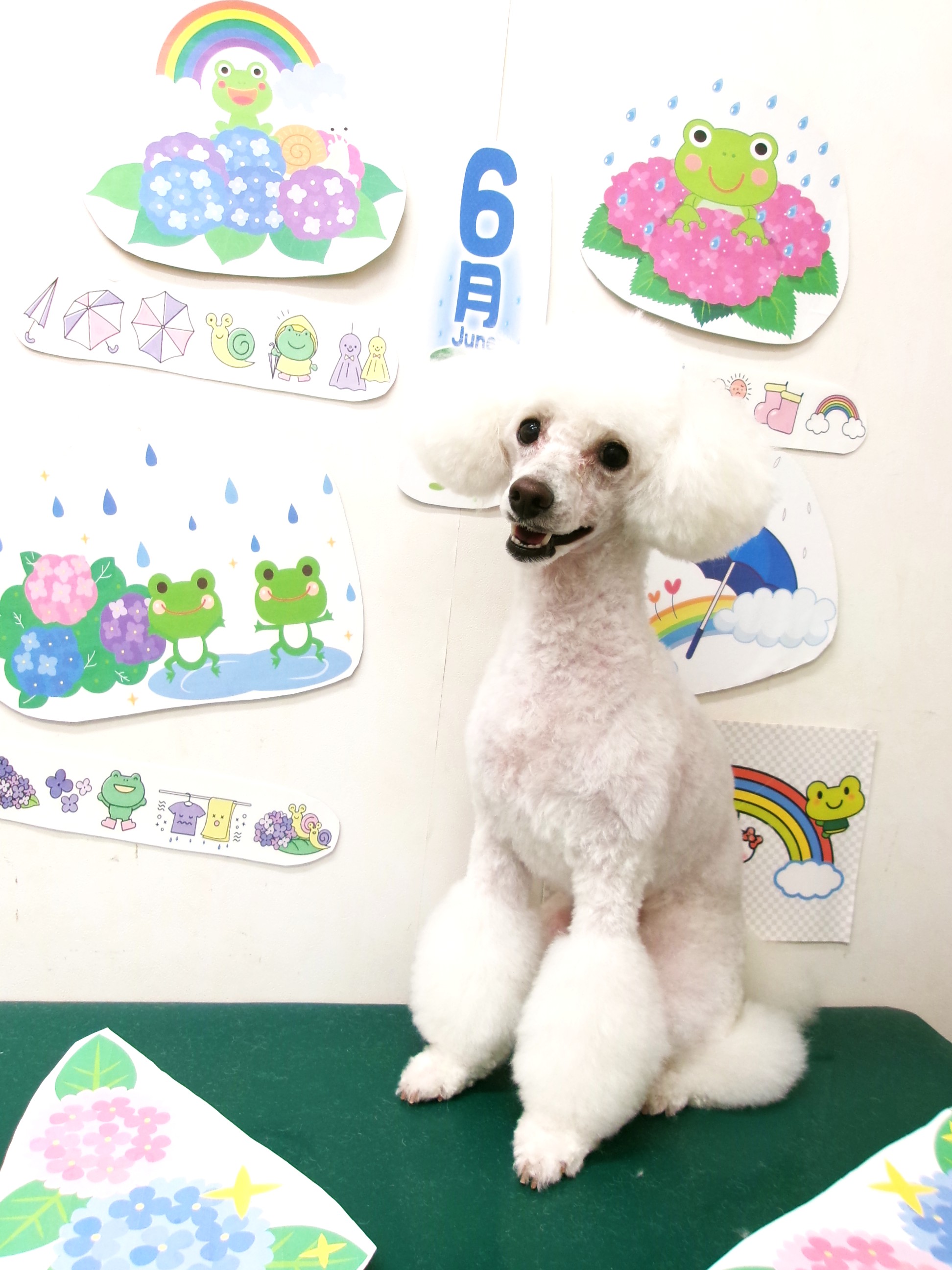 トリミングサロン シュシュどうぶつ病院のトリミングカット-10110の1枚目