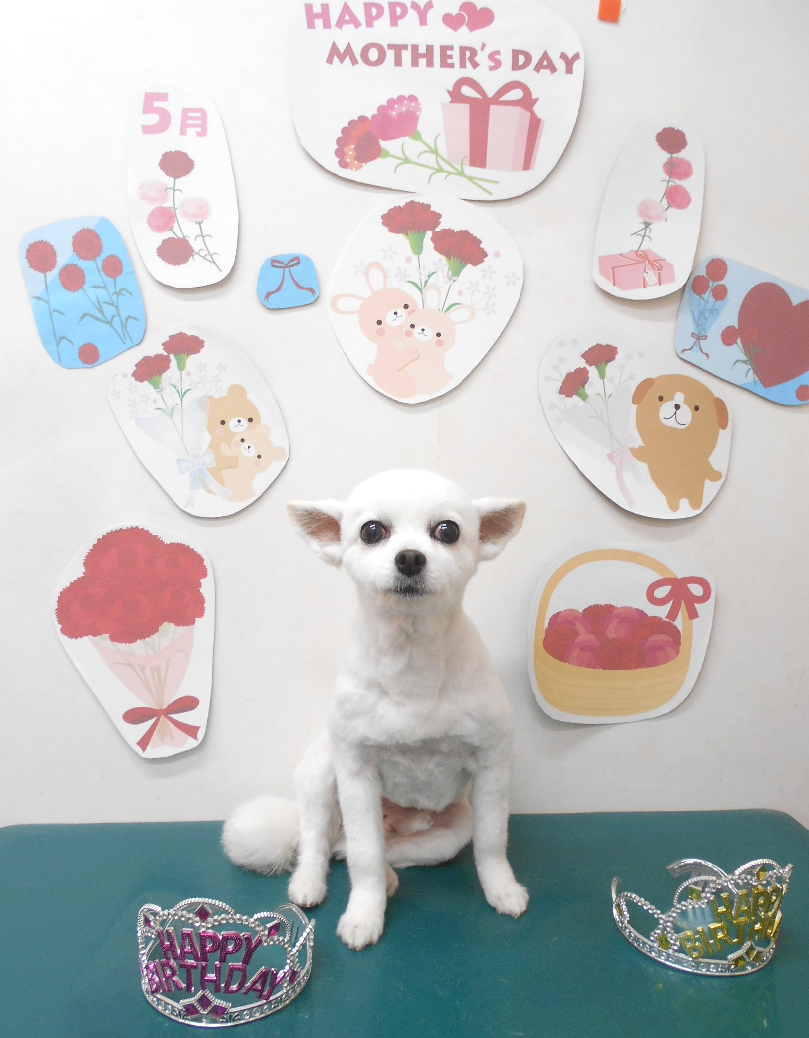チワワのトリミングカット シュシュどうぶつ病院の1枚目