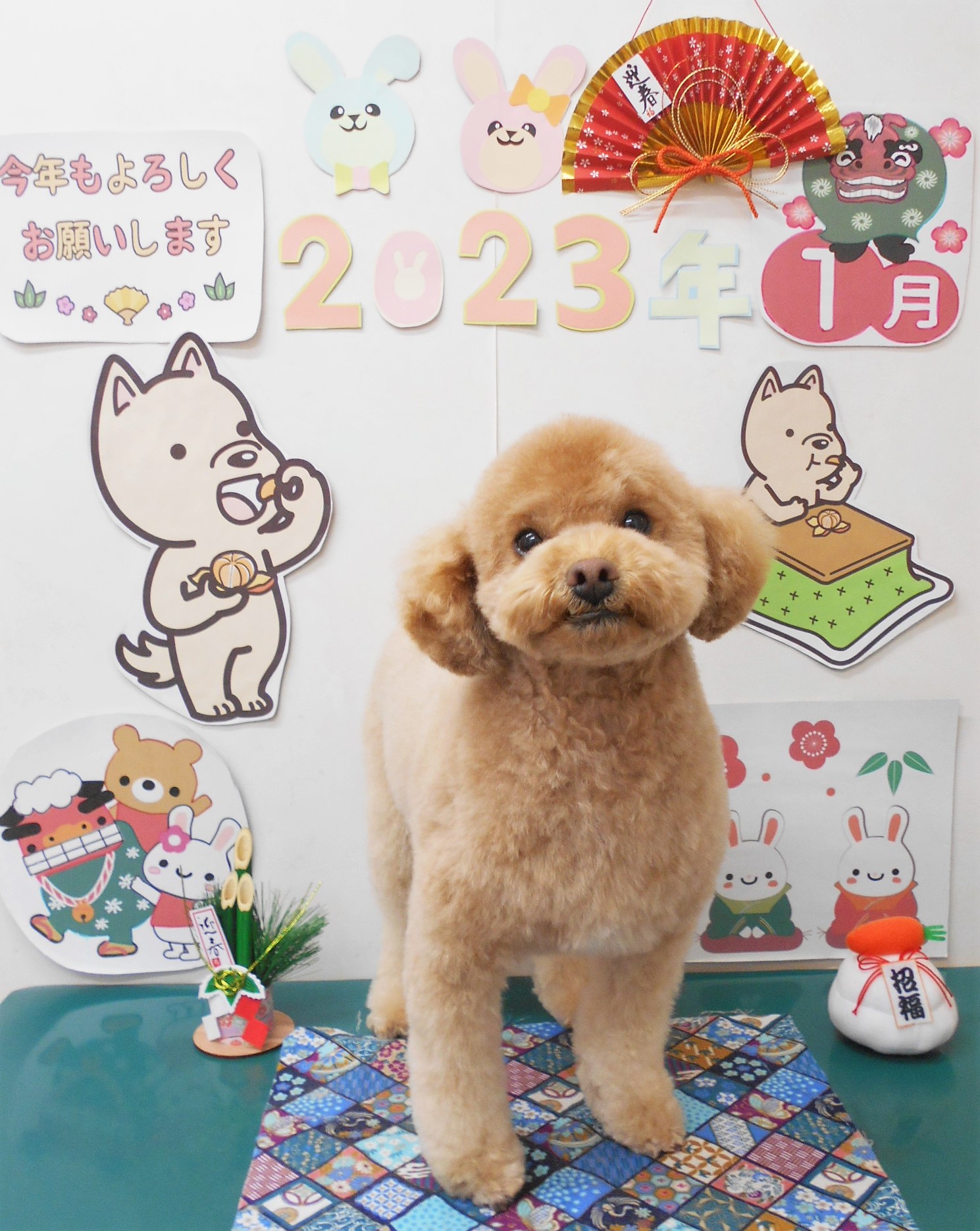 トイプードルのトリミングカット シュシュどうぶつ病院の1枚目