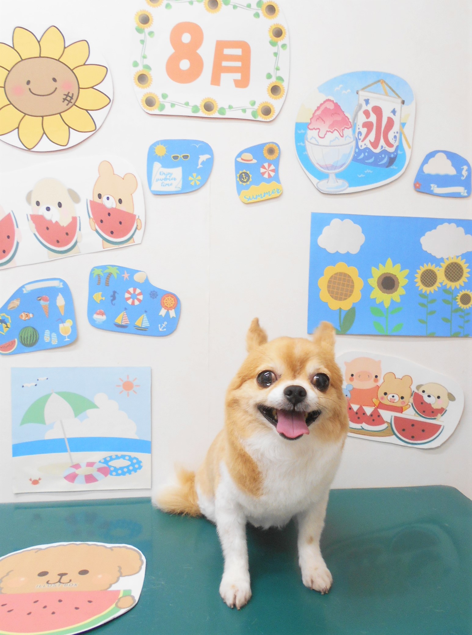 チワワのトリミングカット シュシュどうぶつ病院の1枚目