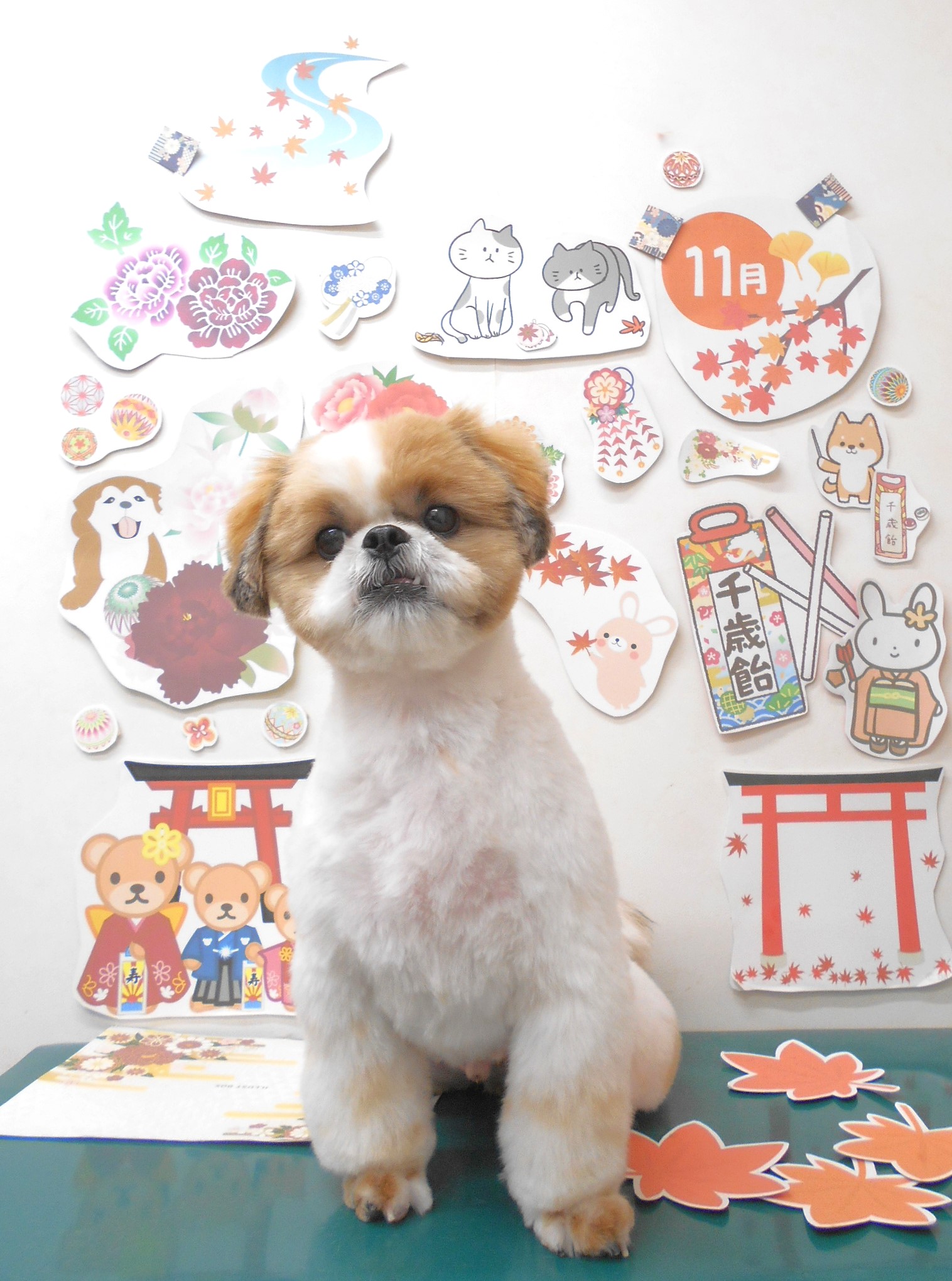 シーズーのトリミングカット シュシュどうぶつ病院の1枚目