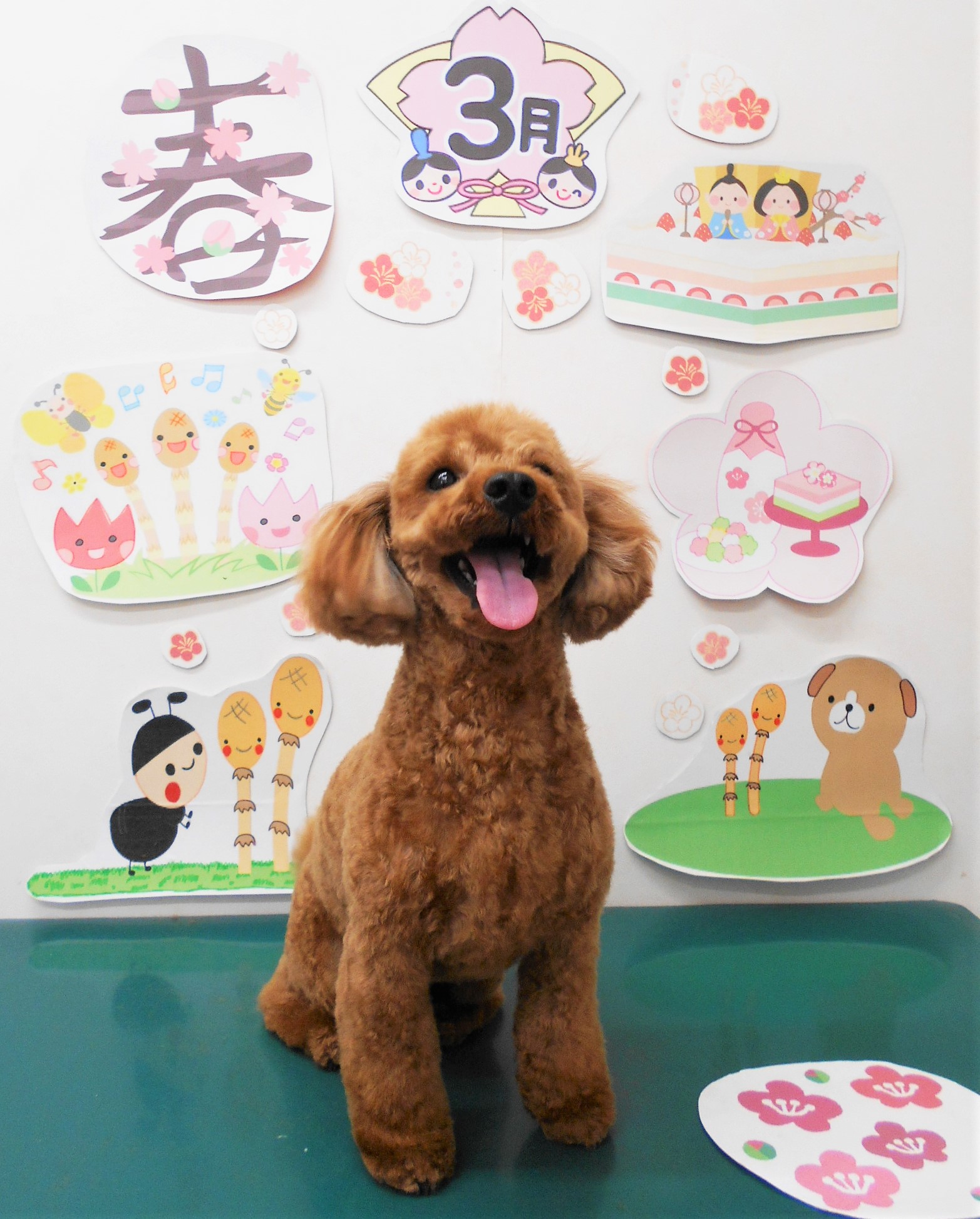 トイプードルのトリミングカット シュシュどうぶつ病院の1枚目