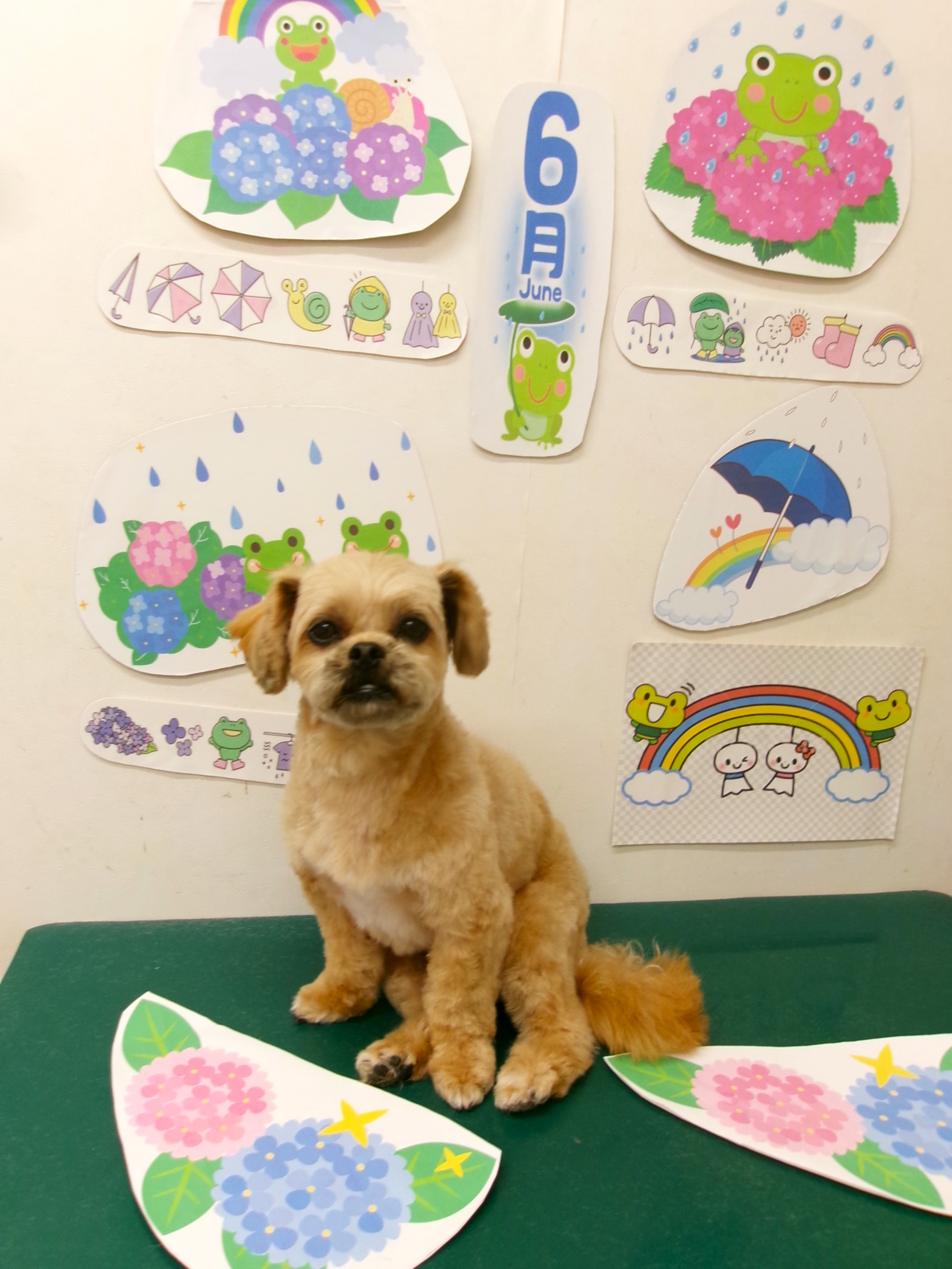 トリミングサロン シュシュどうぶつ病院のトリミングカット-10108の1枚目