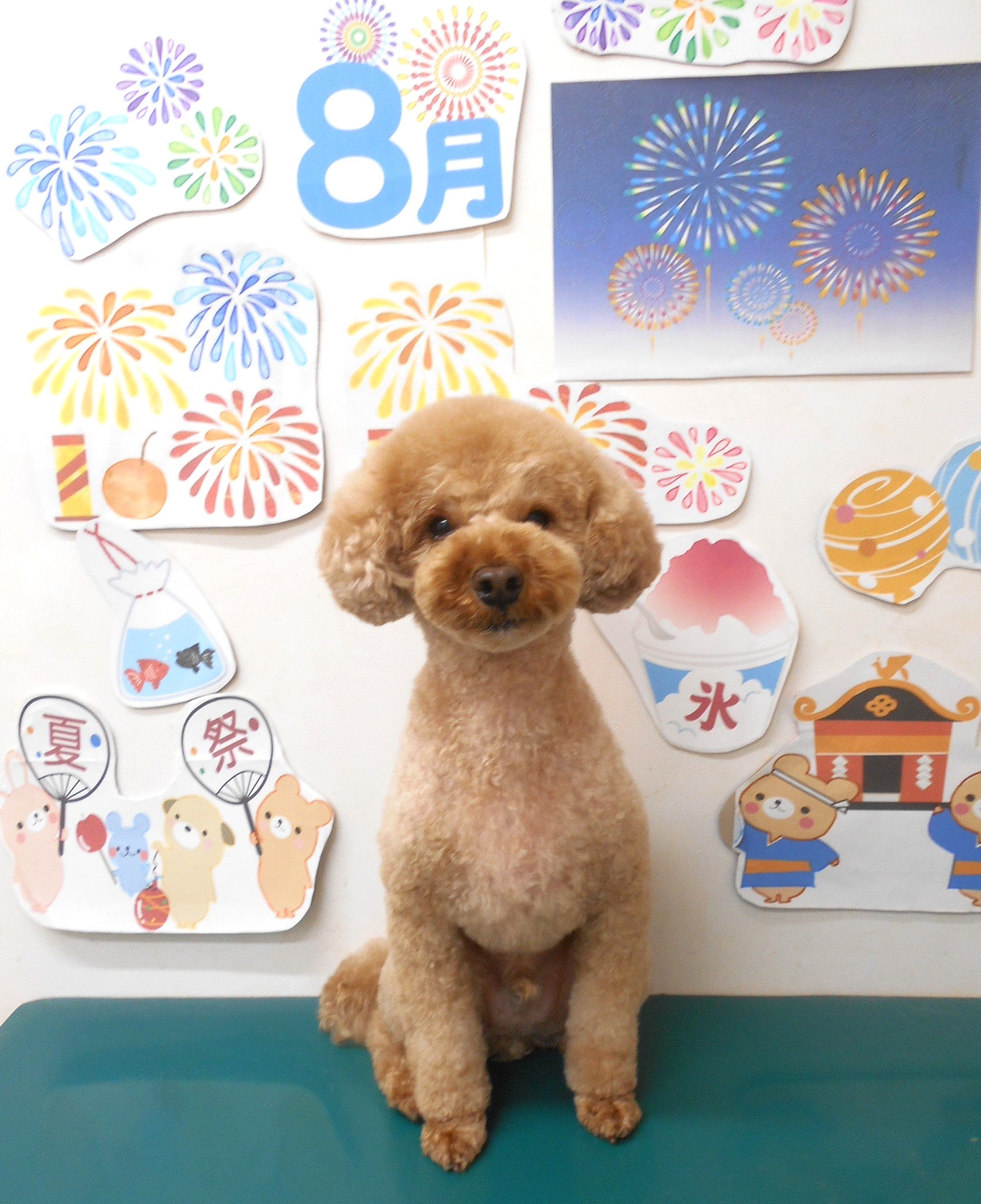 ティーカッププードルのトリミングカット シュシュどうぶつ病院の1枚目
