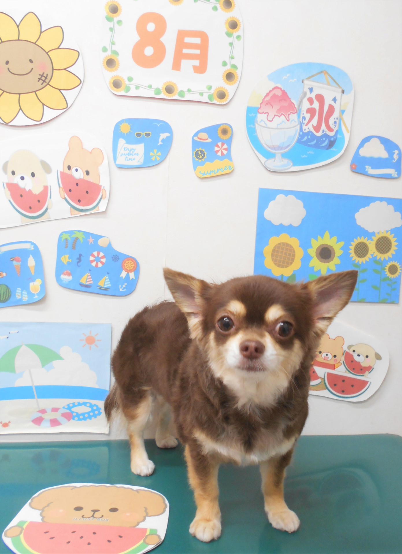チワワのトリミングカット シュシュどうぶつ病院の1枚目