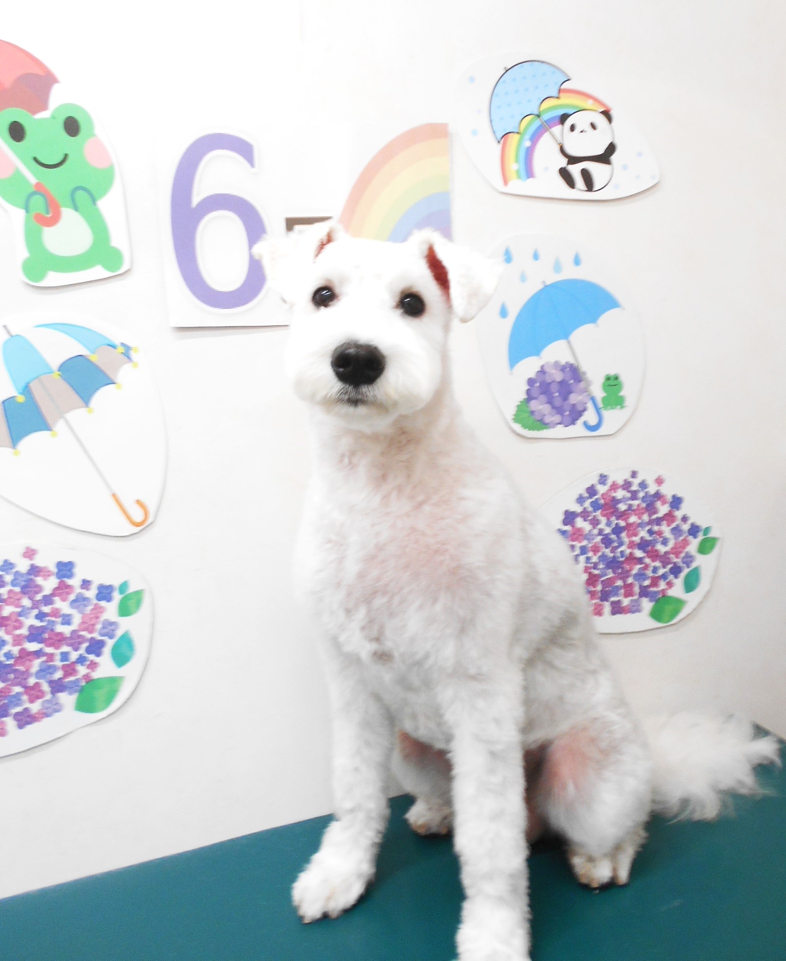 ミニチュアシュナウザーのトリミングカット シュシュどうぶつ病院の1枚目