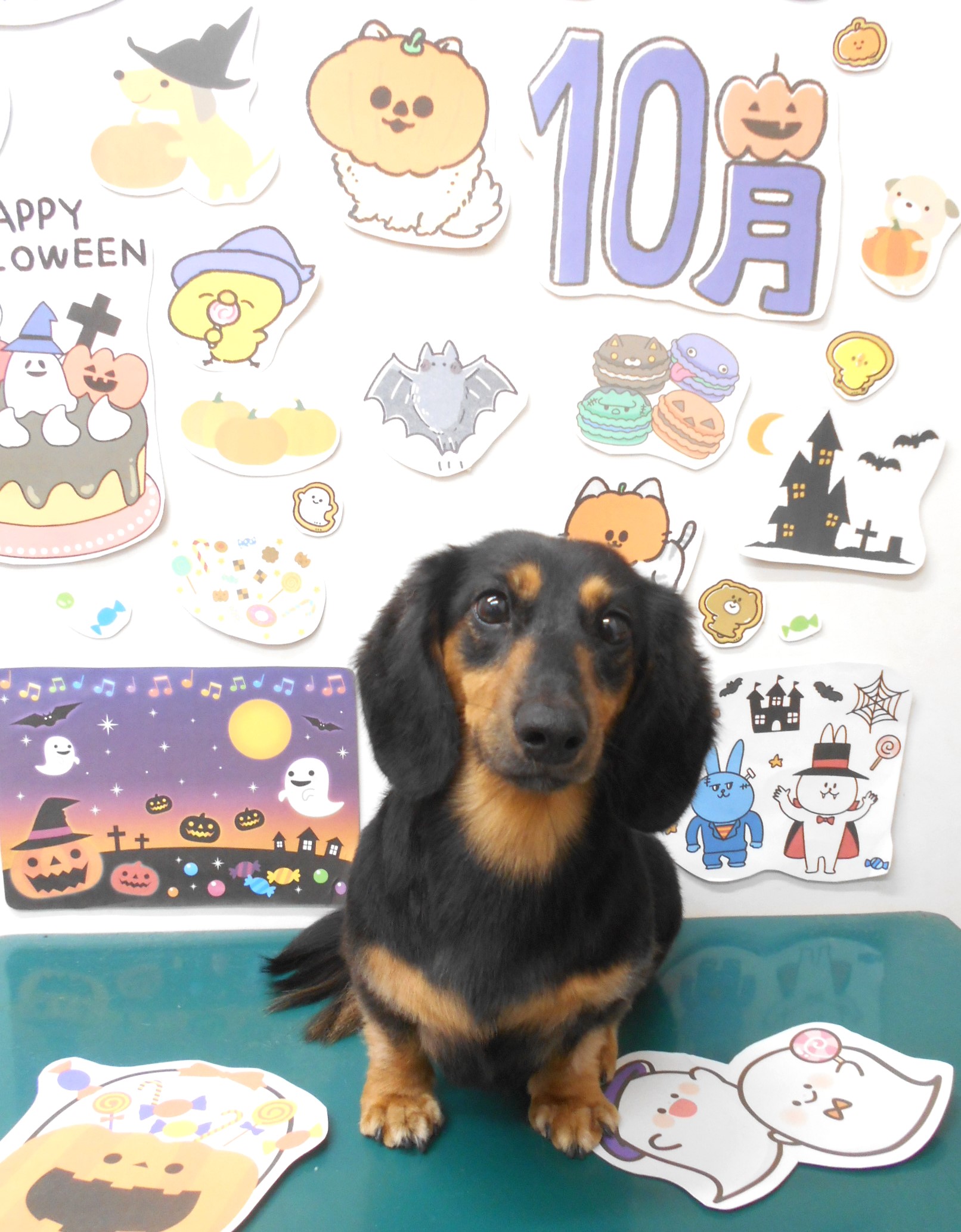 ミニチュアダックスフンドのトリミングカット シュシュどうぶつ病院の1枚目