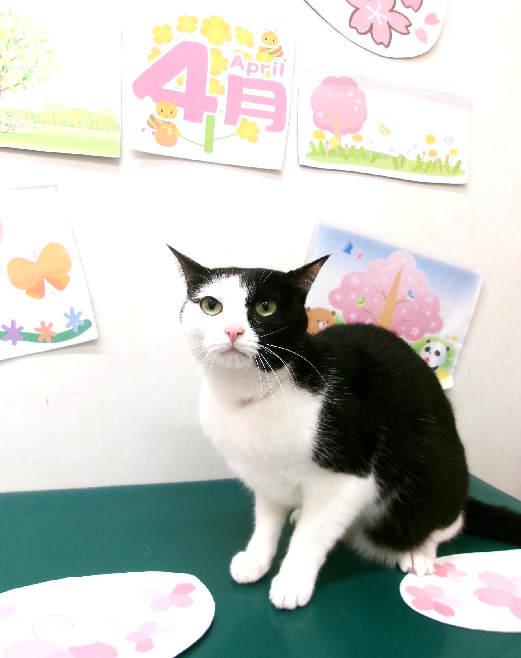チワワのトリミングカット シュシュどうぶつ病院の2枚目