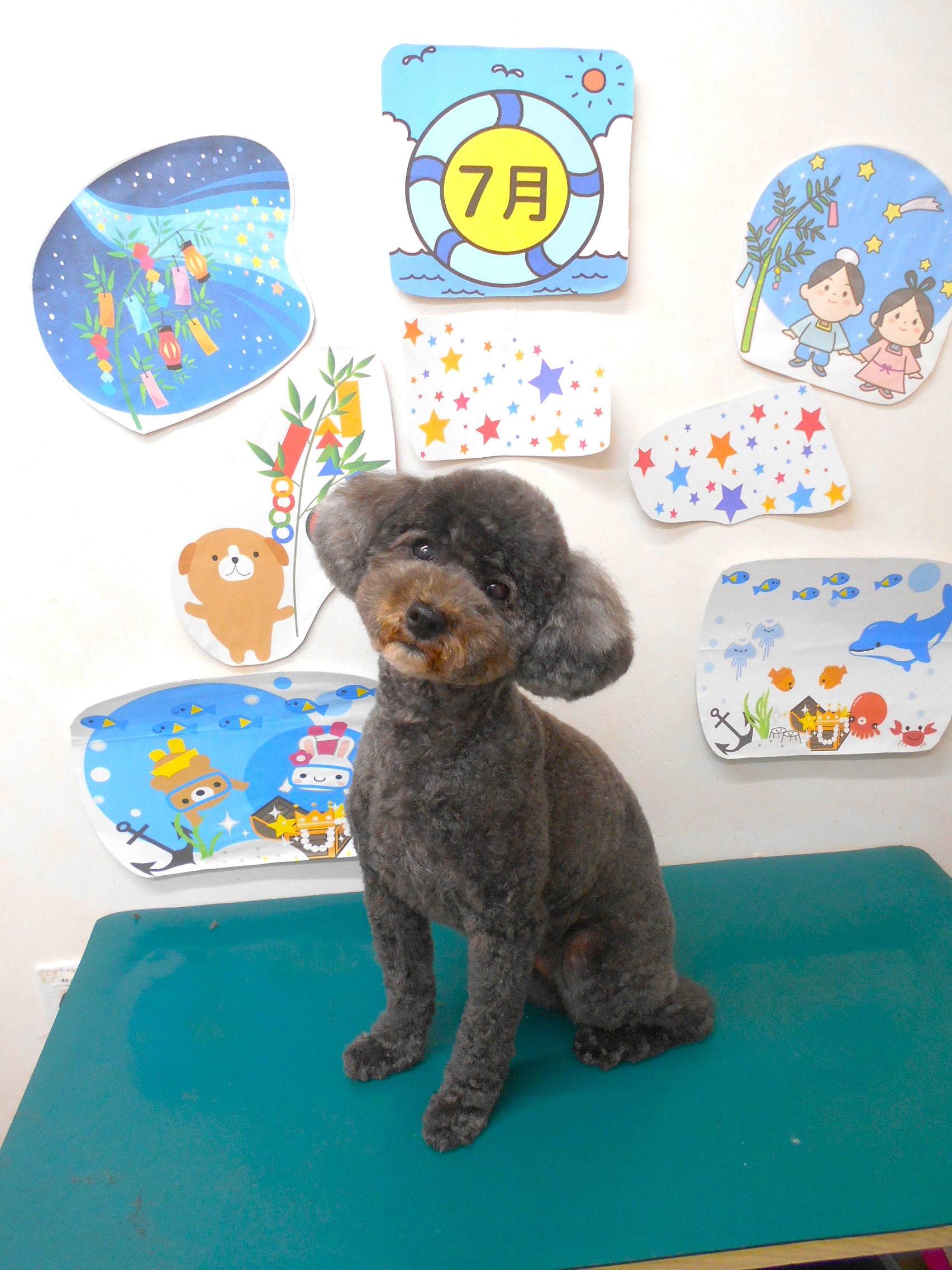 トイプードルのトリミングカット シュシュどうぶつ病院の1枚目