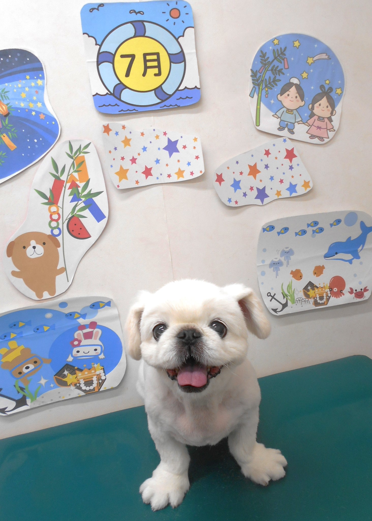 ペキニーズのトリミングカット シュシュどうぶつ病院の1枚目