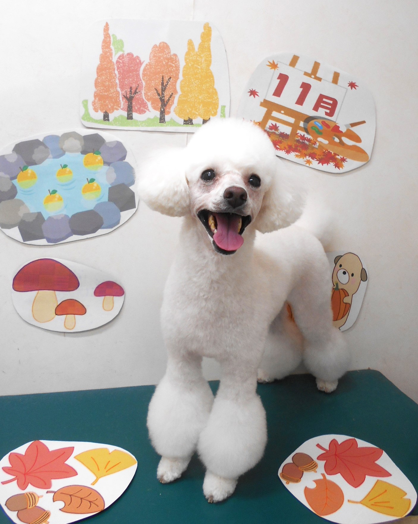 トイプードルのトリミングカット シュシュどうぶつ病院の1枚目