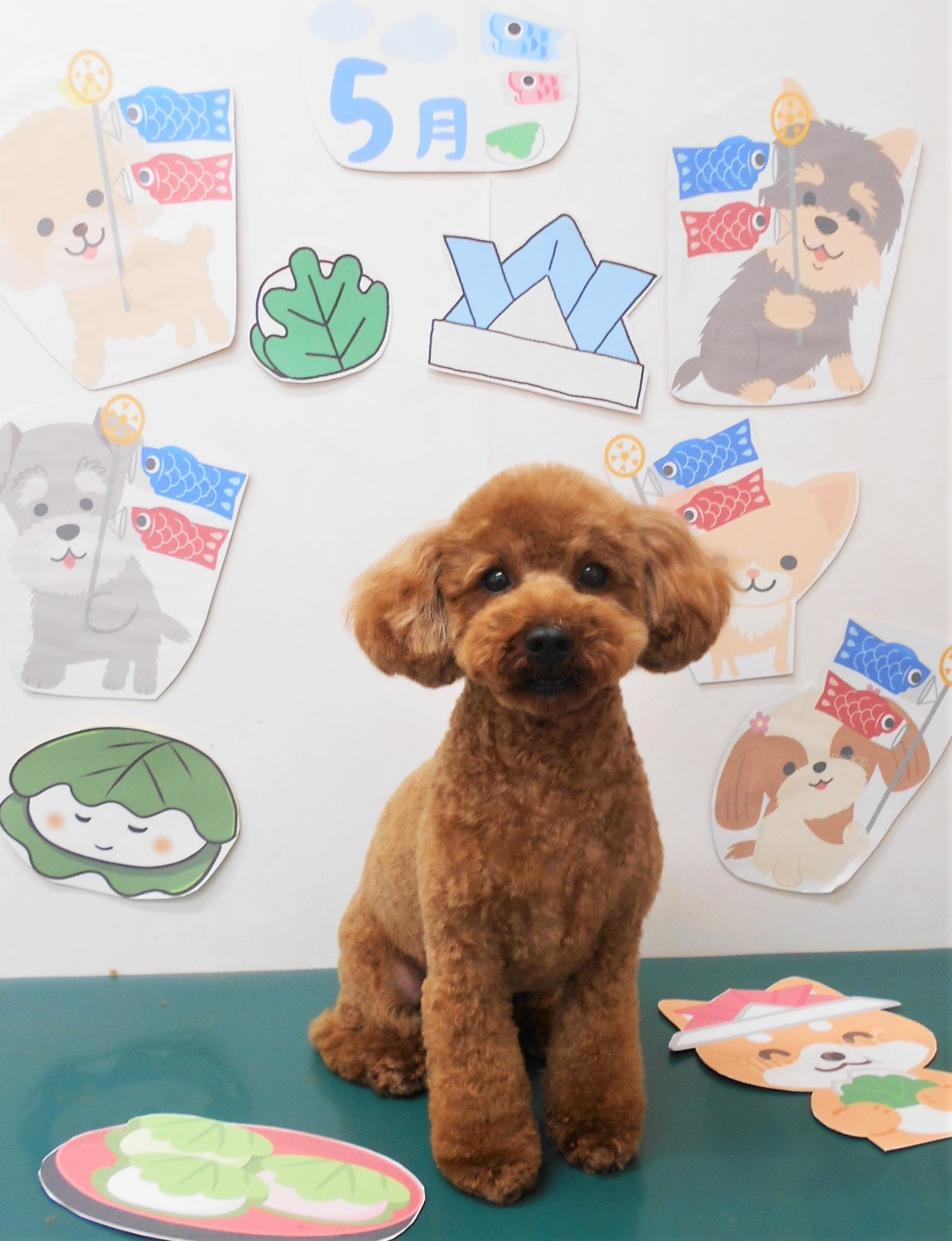 トイプードルのトリミングカット シュシュどうぶつ病院の1枚目