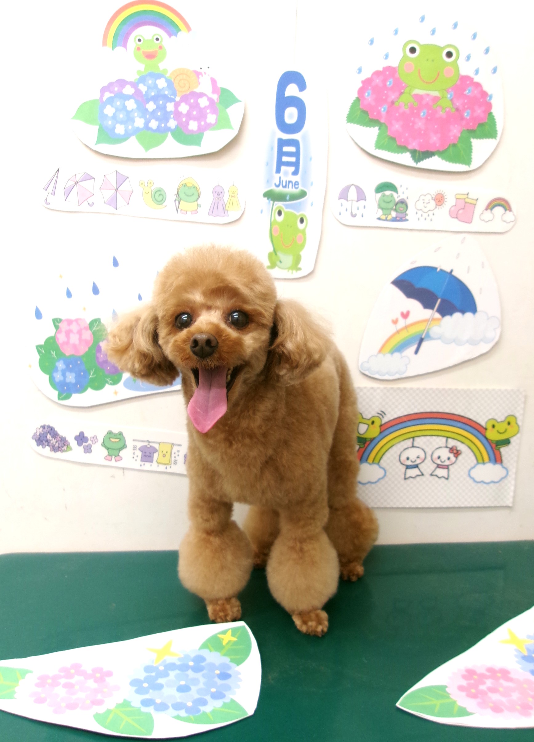 トリミングサロン シュシュどうぶつ病院のトリミングカット-10109の1枚目