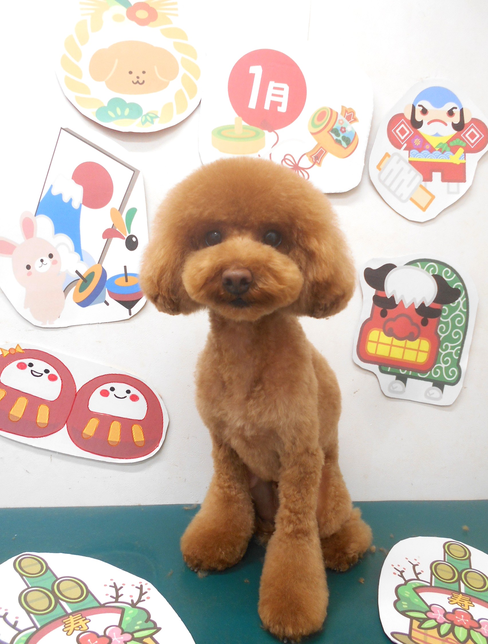 トリミングサロン シュシュどうぶつ病院のトリミングカット-9661の1枚目