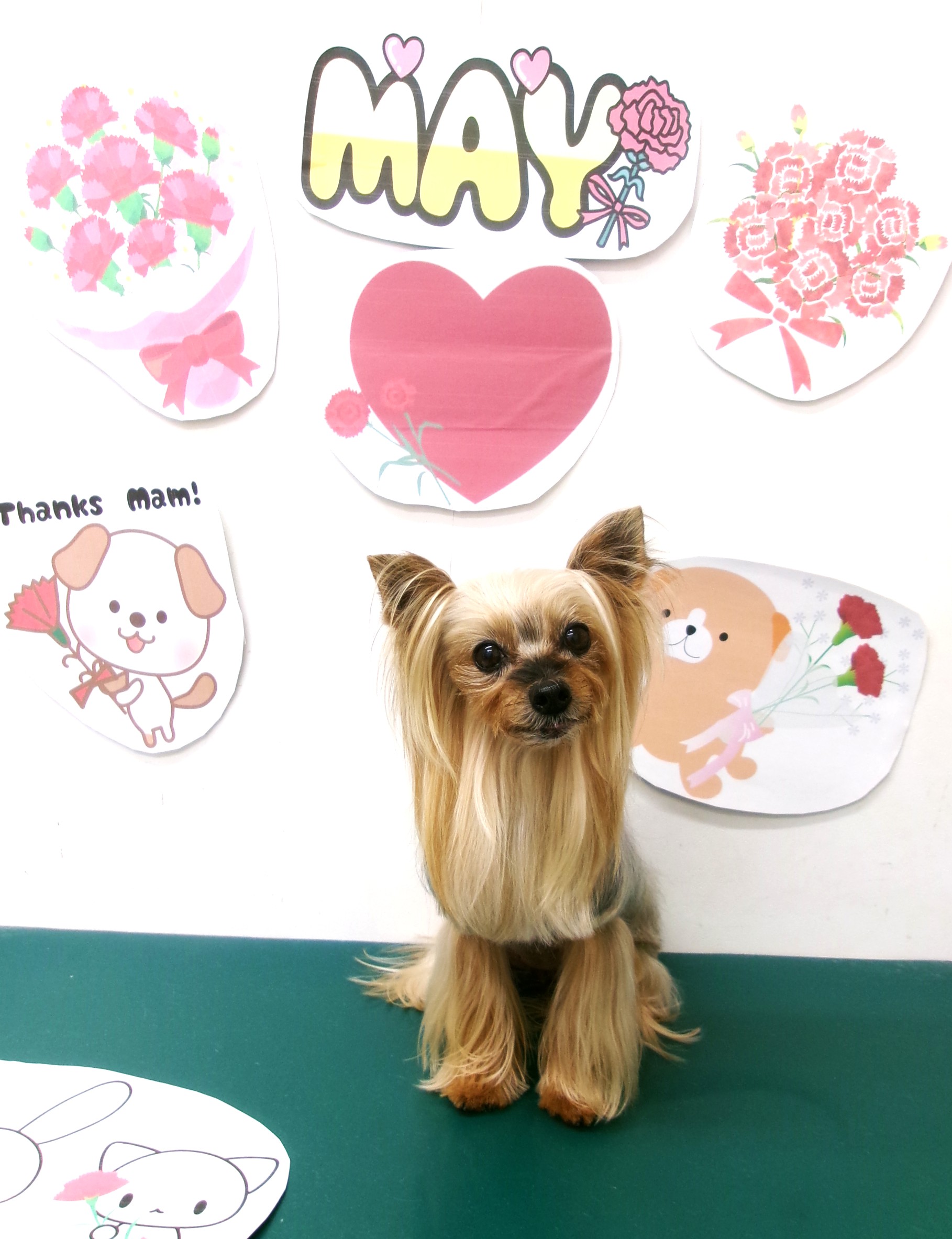 トリミングサロン シュシュどうぶつ病院のトリミングカット-9982の1枚目