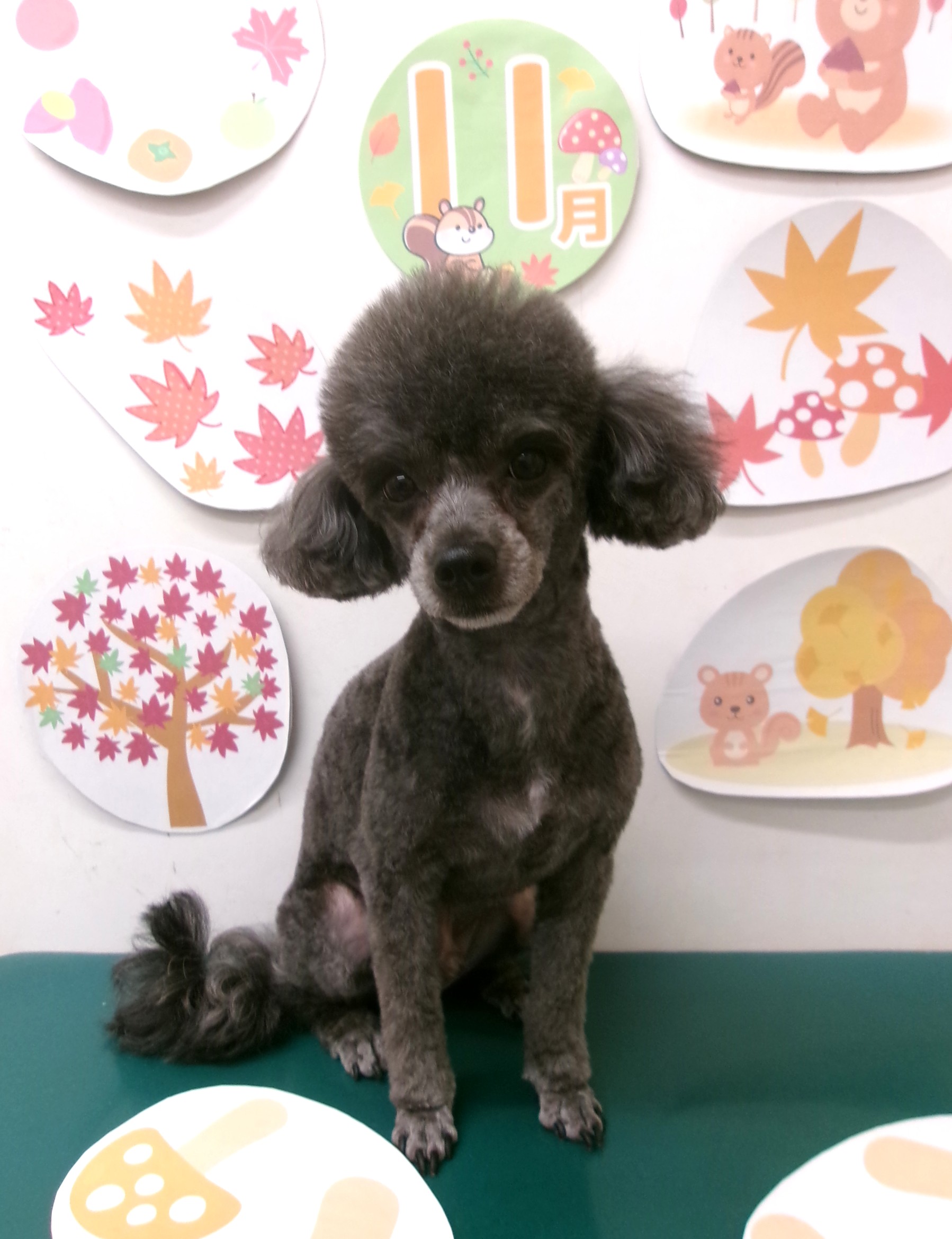 トリミングサロン シュシュどうぶつ病院のトリミングカット-10561の1枚目