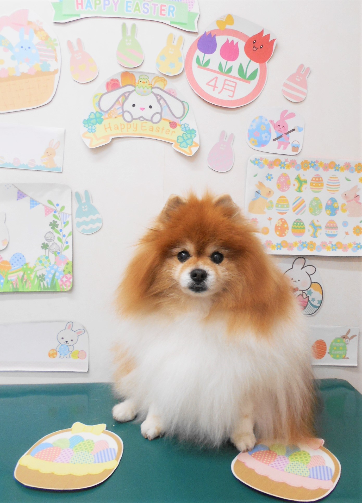 ポメラニアンのトリミングカット シュシュどうぶつ病院の1枚目