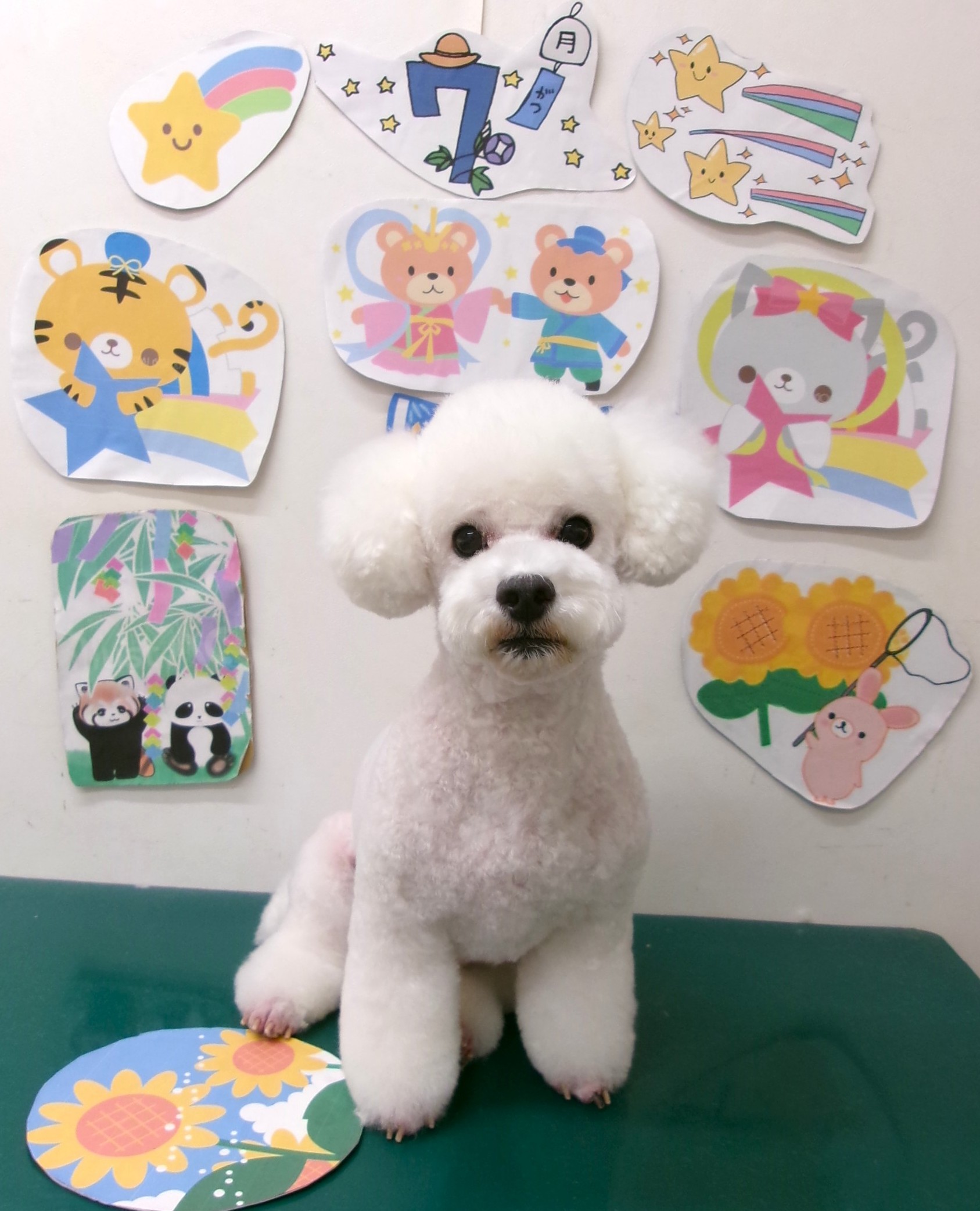 トイプードルのトリミングカット シュシュどうぶつ病院の1枚目