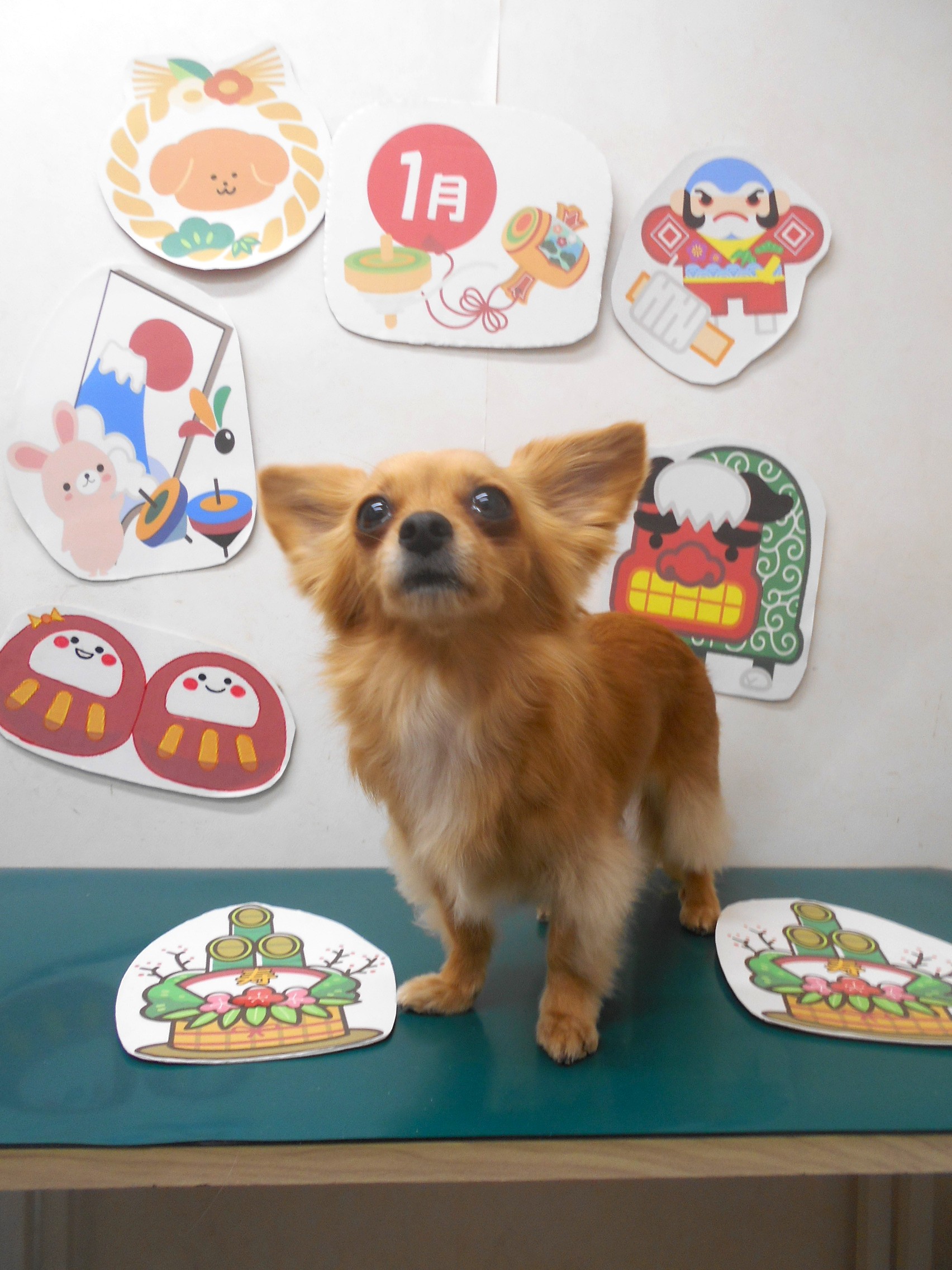 トリミングサロン シュシュどうぶつ病院のトリミングカット-9678の1枚目
