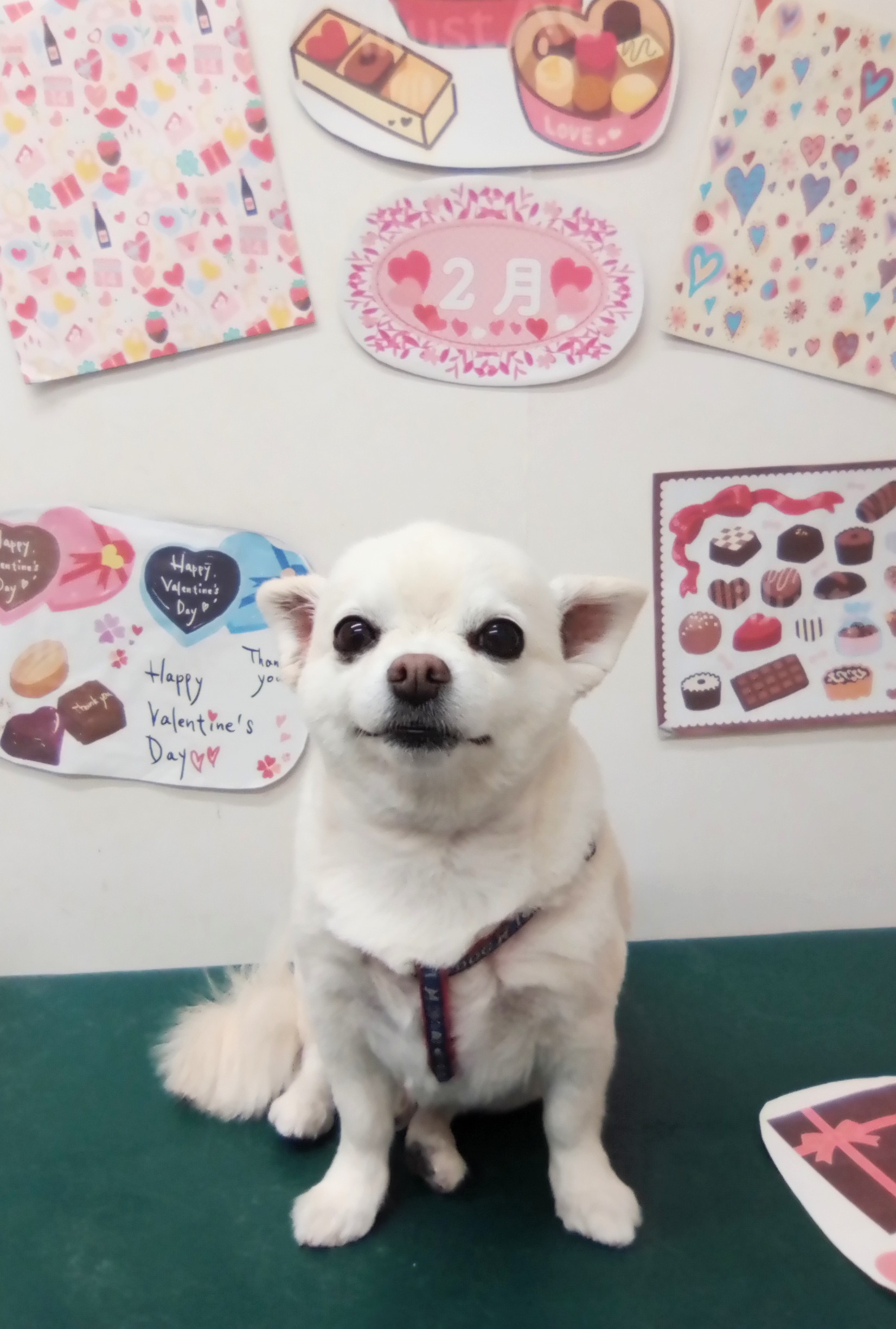 トリミングサロン シュシュどうぶつ病院のトリミングカット-9797の1枚目