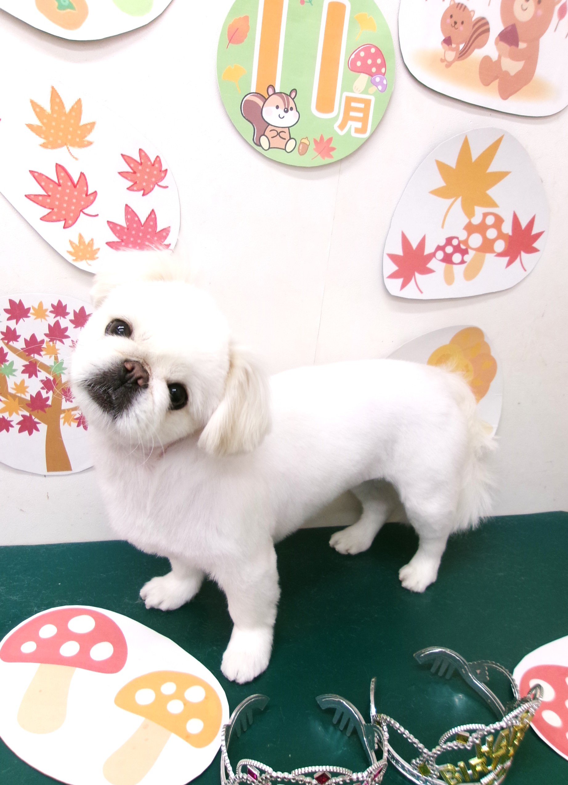 ペキニーズのトリミングカット シュシュどうぶつ病院の1枚目